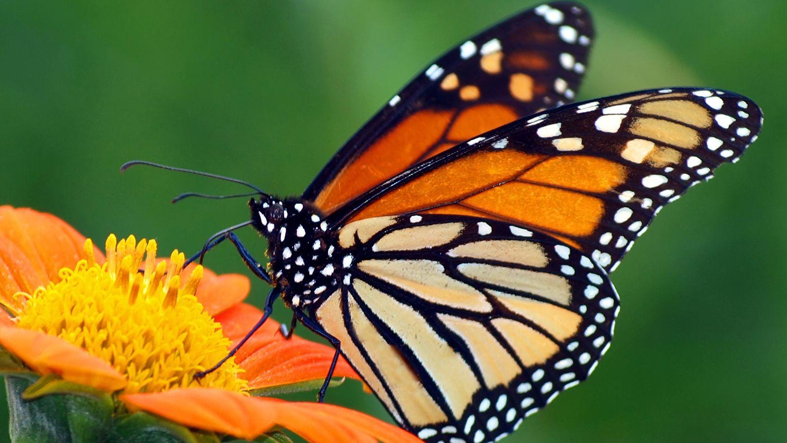Monarch Butterfly HD Desktop Wallpaper 21097