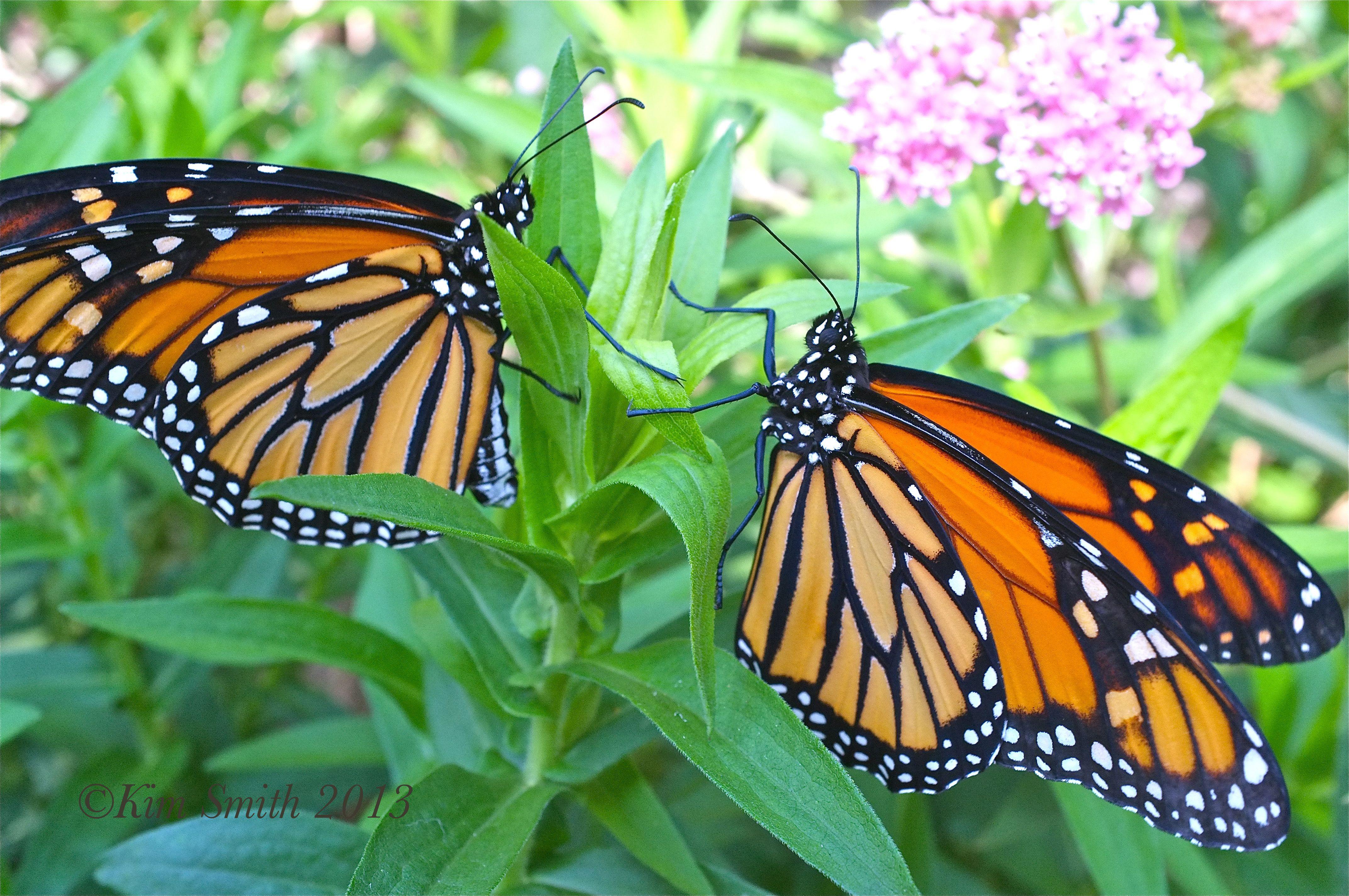 How Exactly is Monsanto's Roundup Ravaging the Monarch Butterfly
