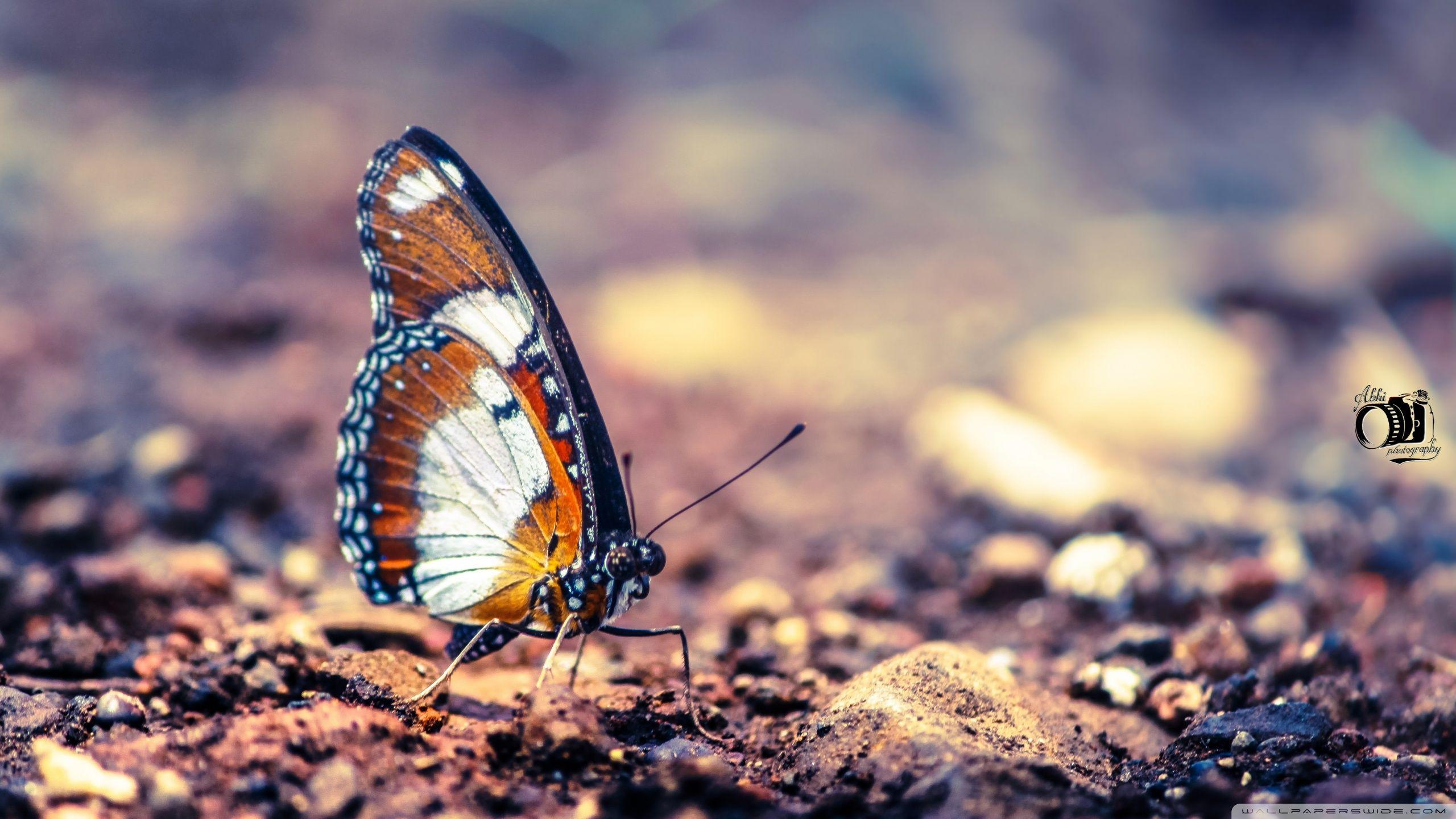 Monarch Butterfly HD desktop wallpaper, Widescreen, High