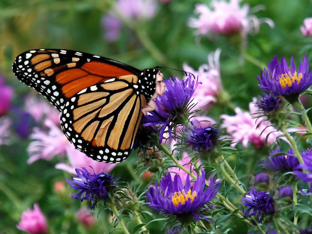 Bio Eco Design: butterfly wallpaper monarch butterfly HD wallpaper