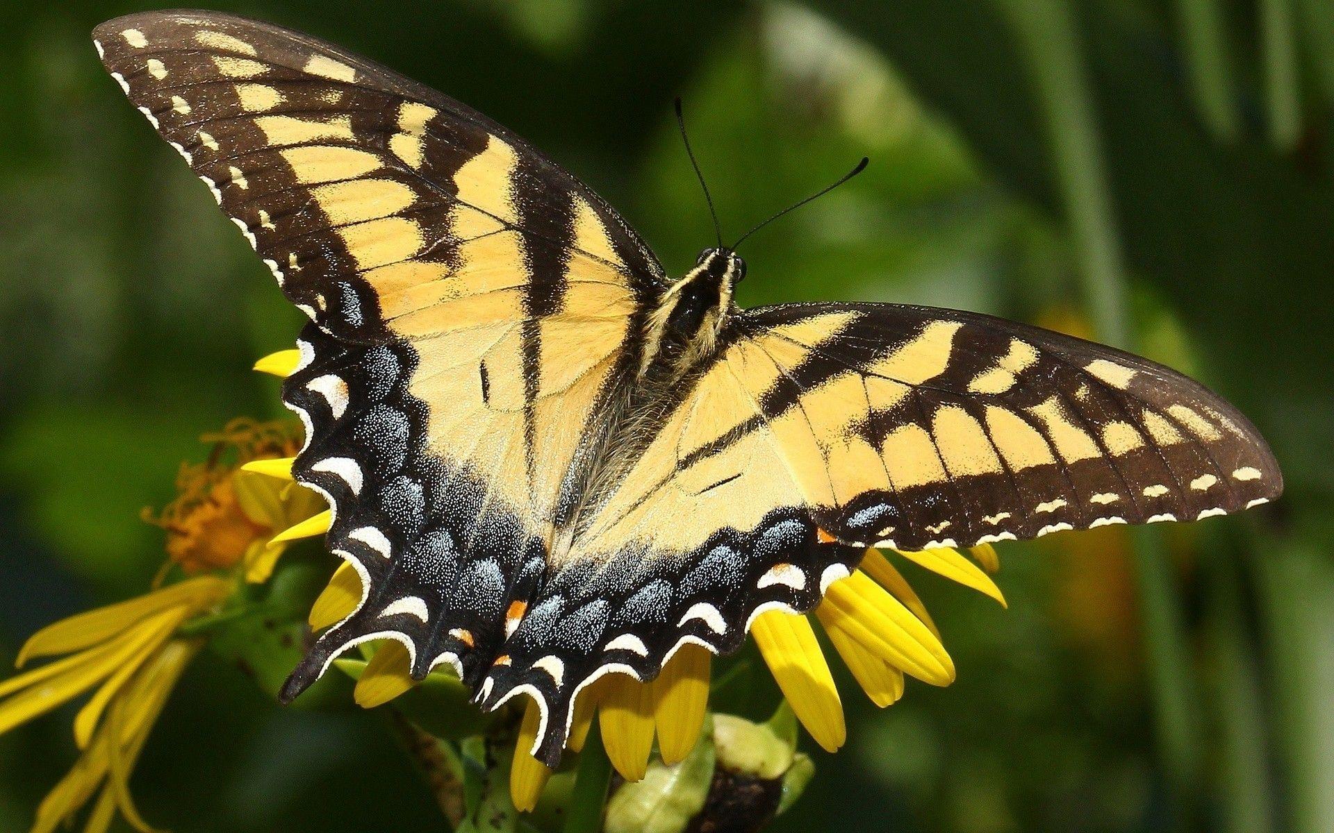 yellow monarch butterfly wallpaper