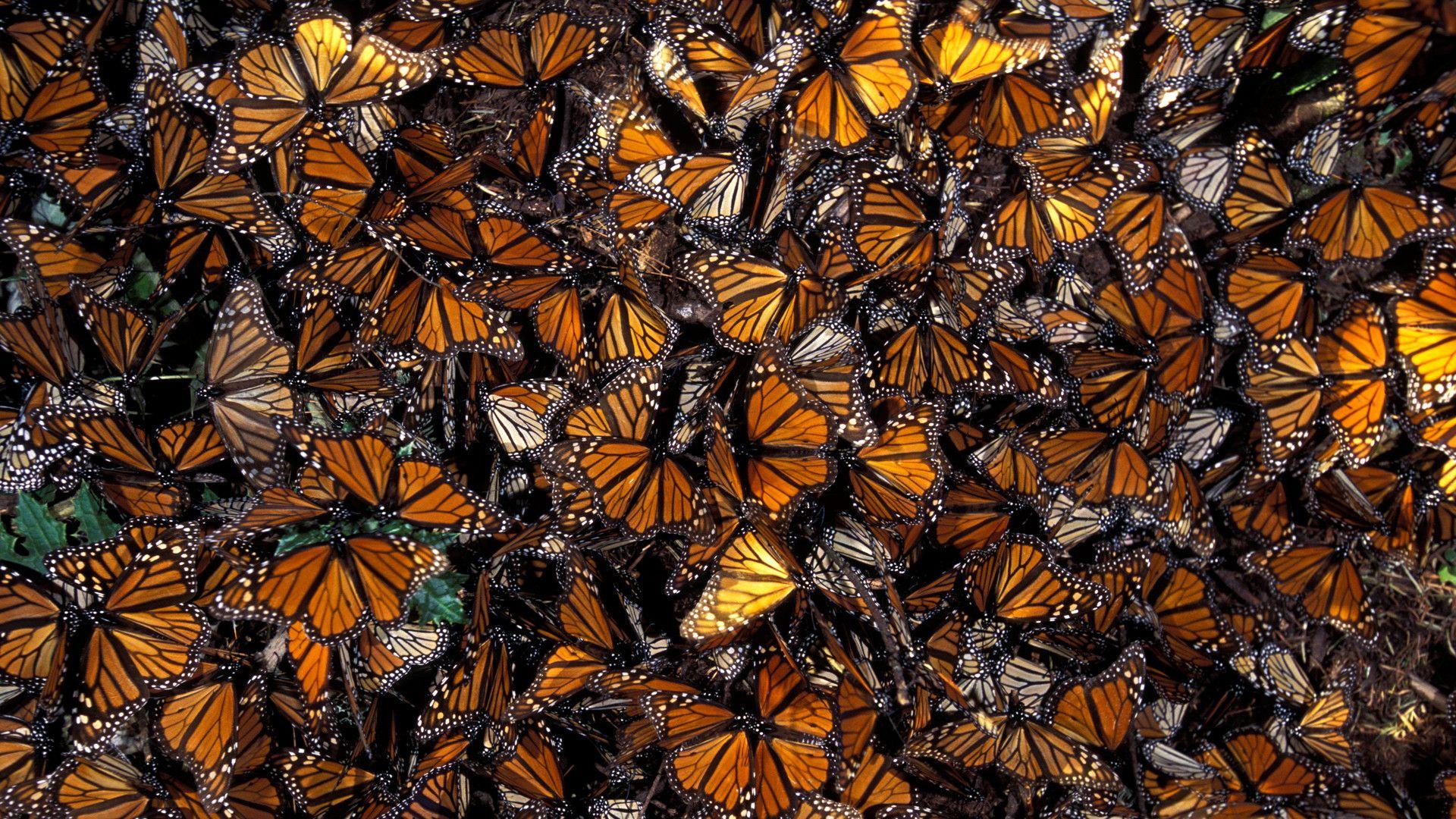 Monarch Butterfly Aesthetic Wallpapers - Wallpaper Cave A80