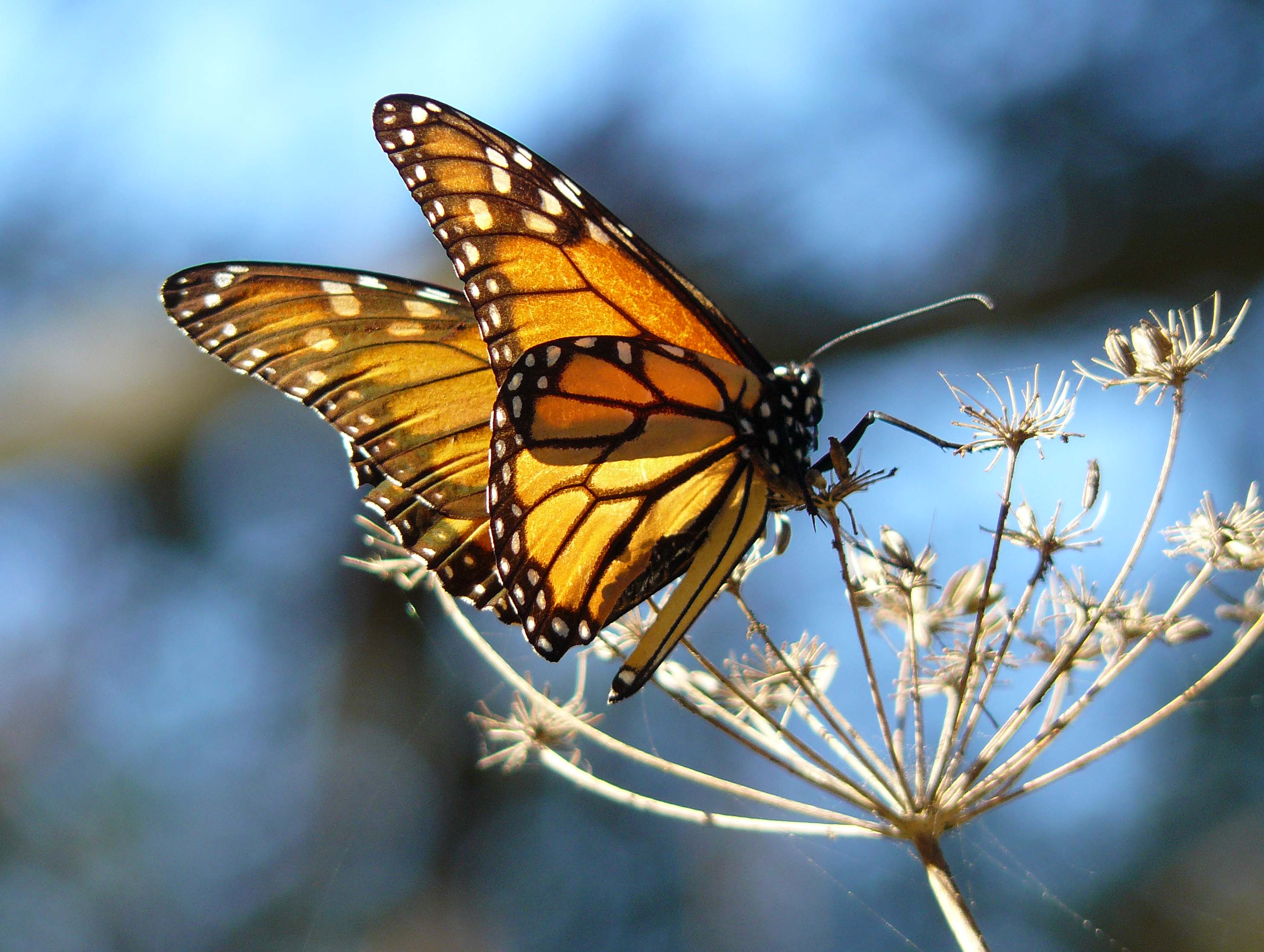Monarch Butterfly resting on fennel, at the Pismo Butterfly