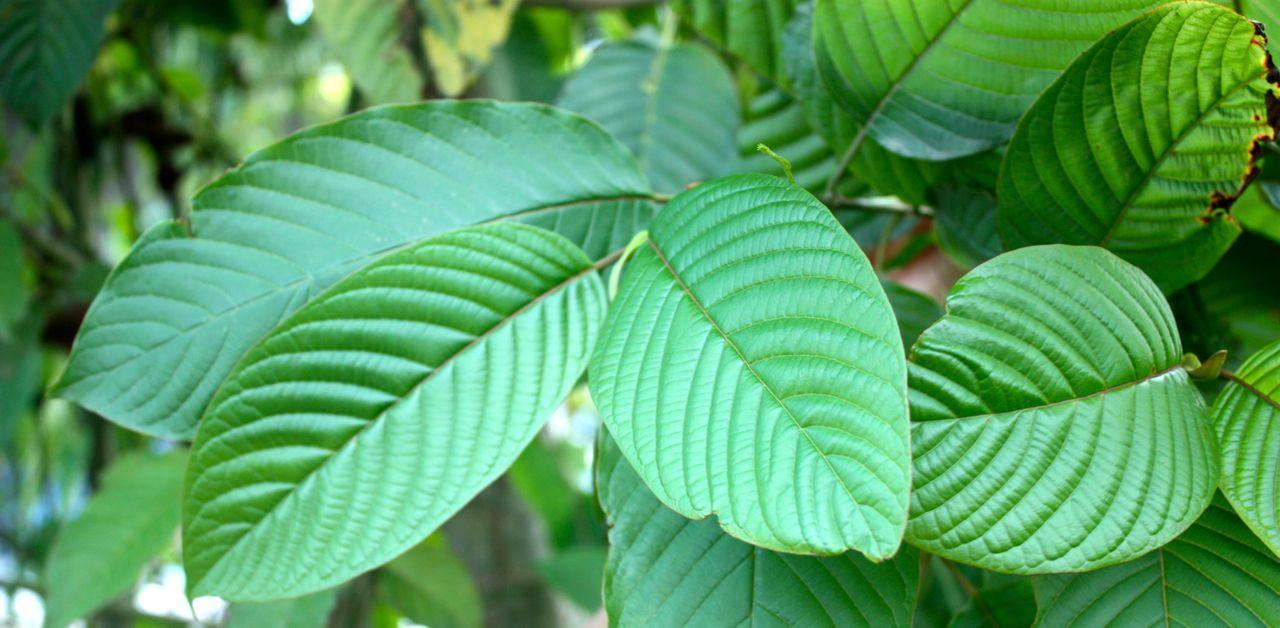 Kratom Wallpapers - Wallpaper Cave