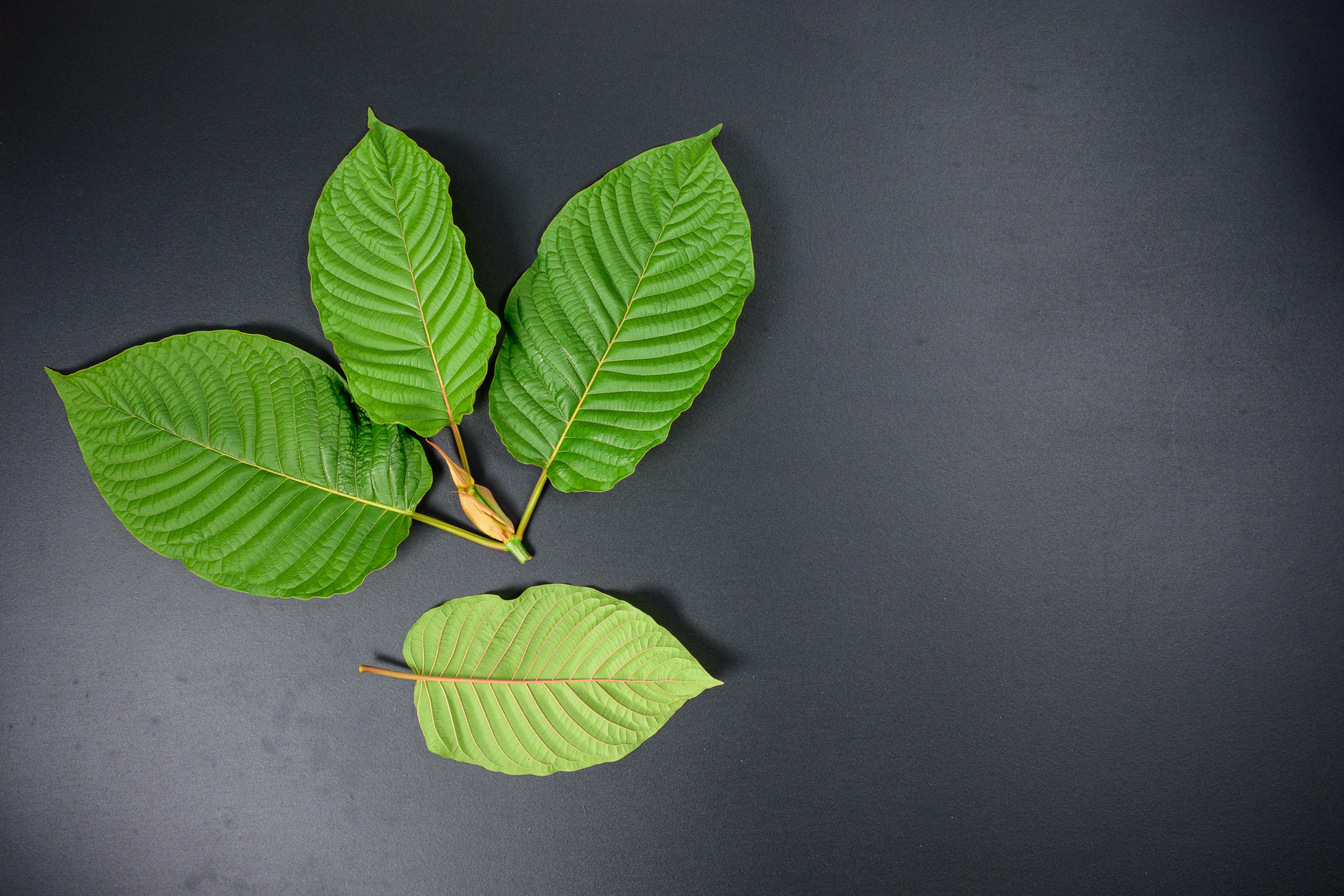 Kratom Wallpapers - Wallpaper Cave