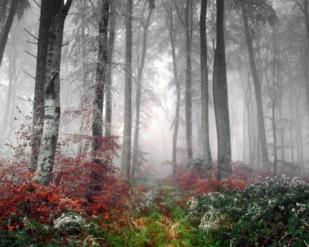Forest: Deep Inside Flowers Color Light Fog Green Trees Grey