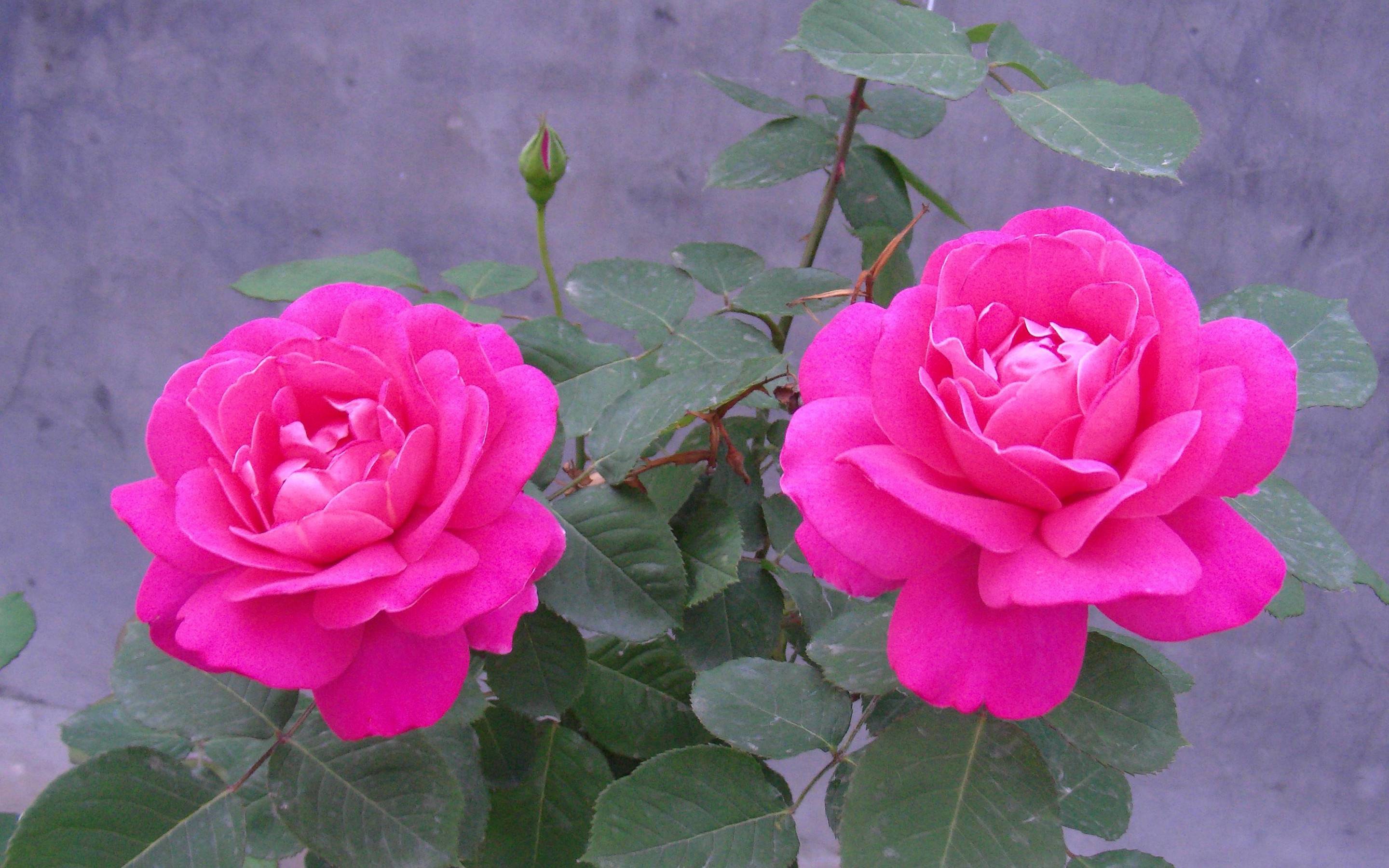 Rose Flowers HD Wallpapers - Wallpaper Cave