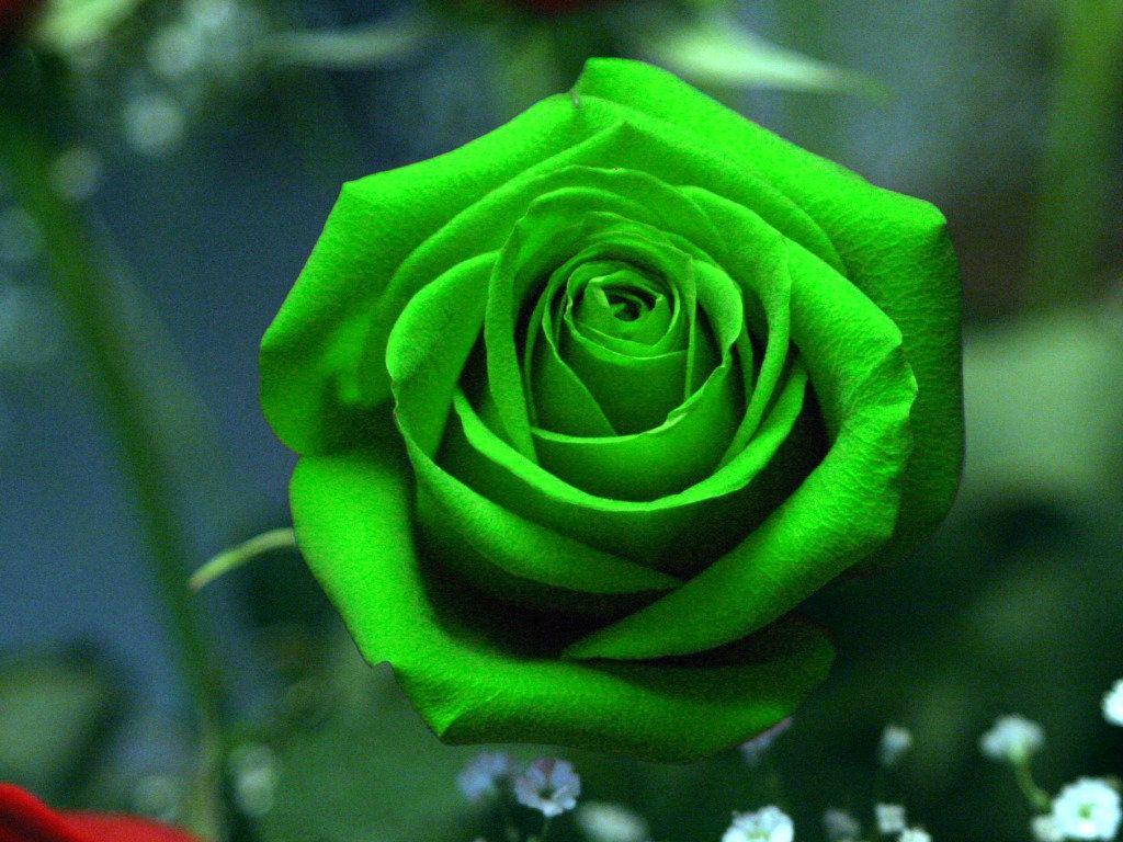 Beautiful Green Rose HD Wallpaper