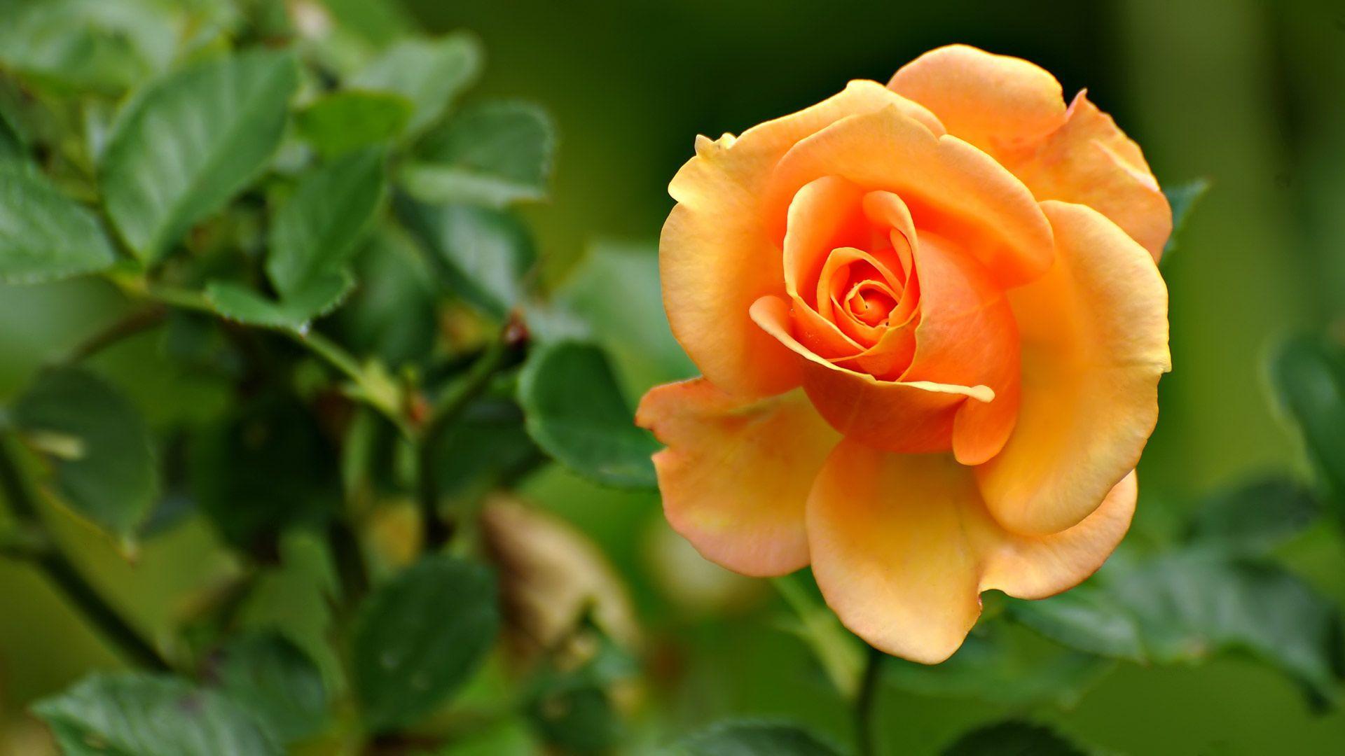 Beautiful Orange Rose Desktop Wallpaper