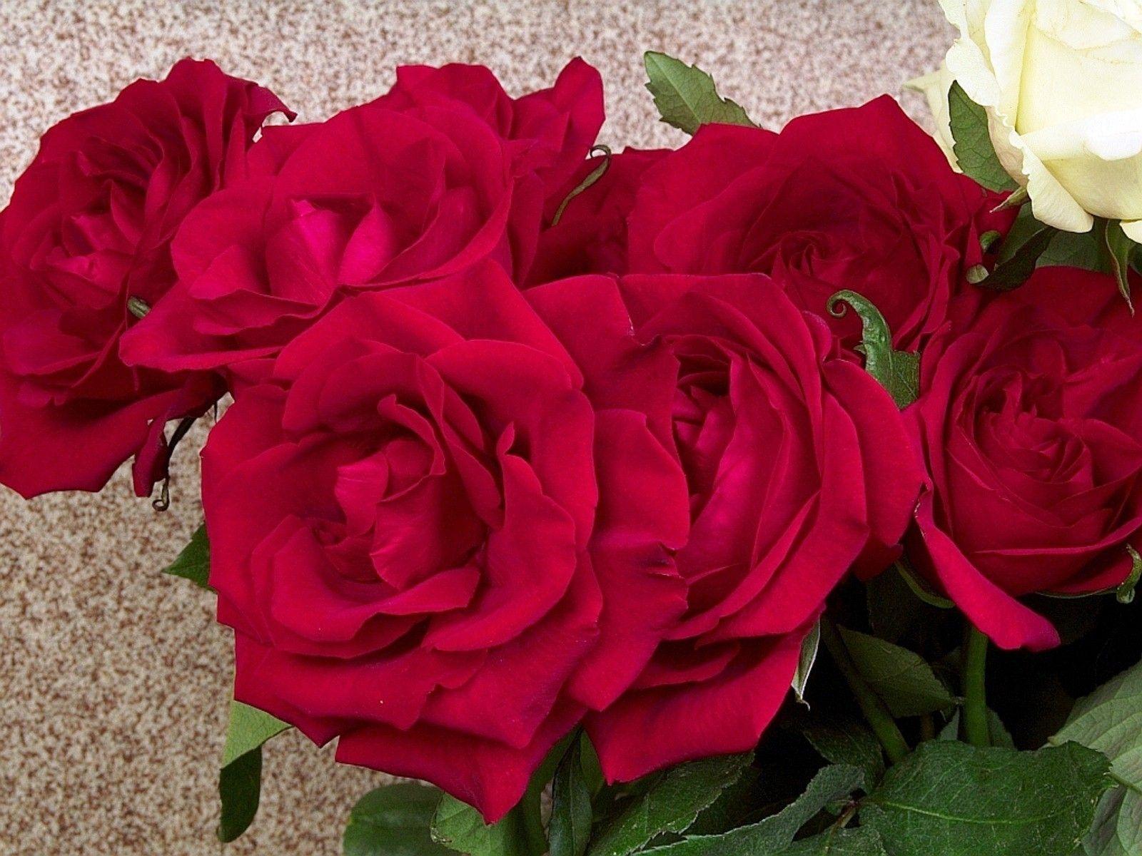 Beautiful Red Rose Flower HD Desktop Background Wallpaper