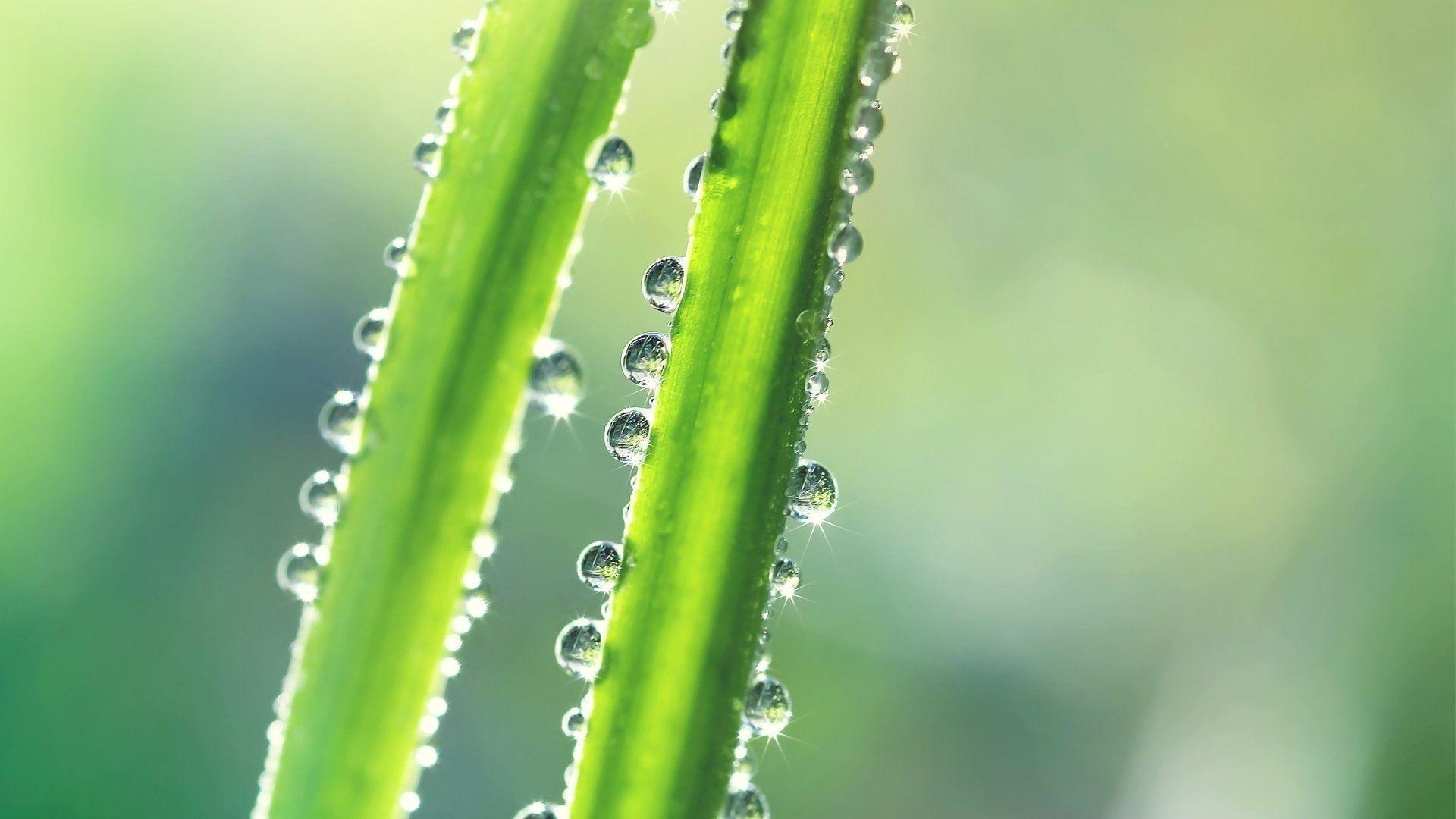Water Tag wallpaper: Drops Nature Water Macro Plants Live