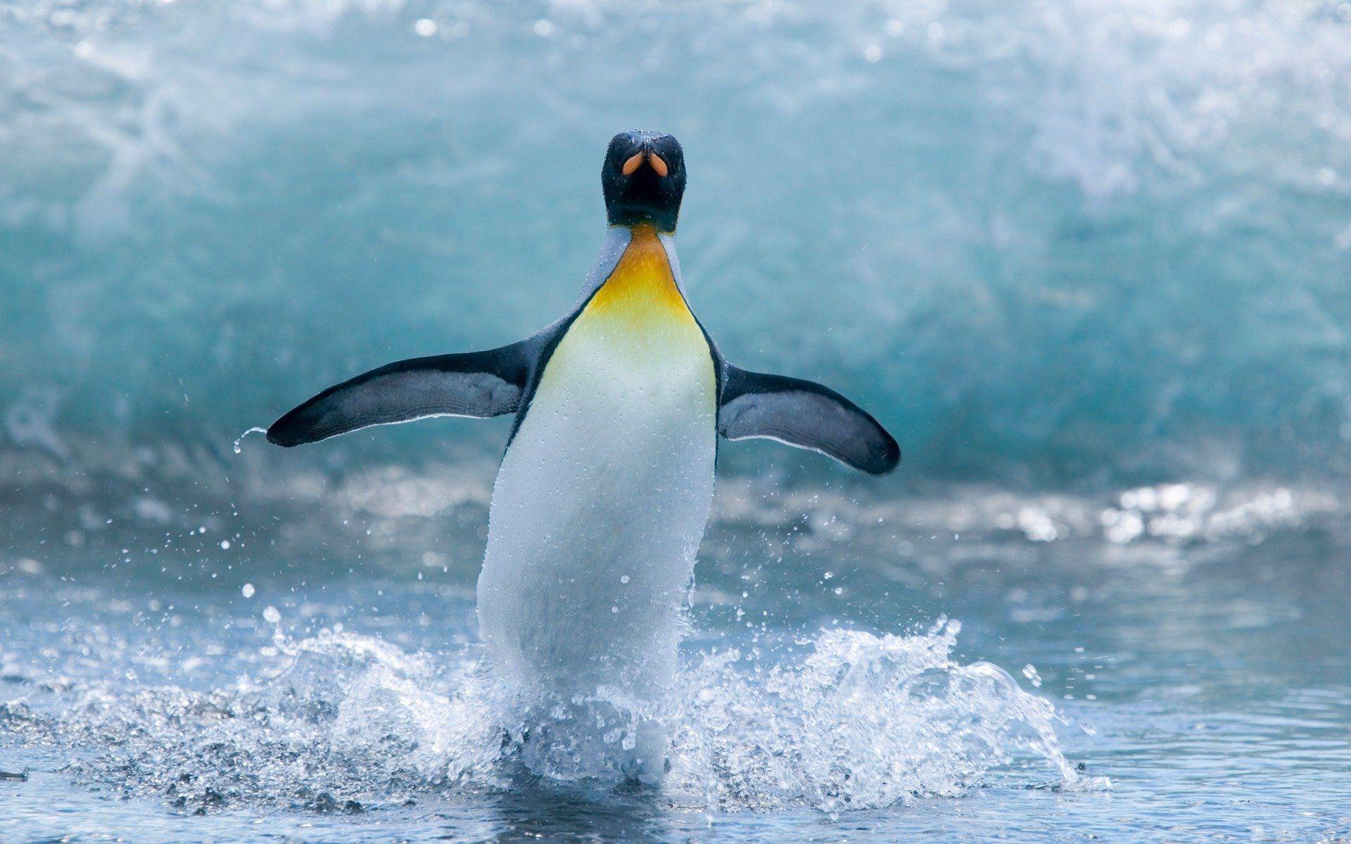 penguin fins wings ocean water drops spray motion HD wallpaper