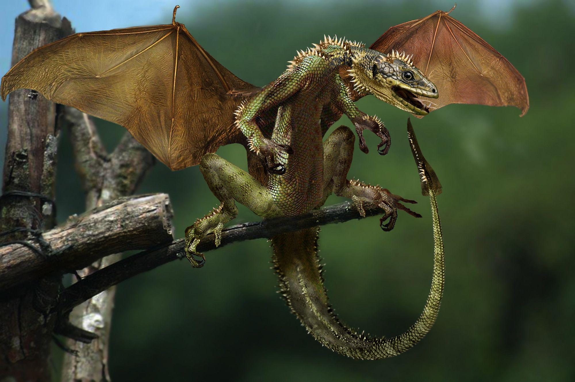 Современные драконы в природе фото