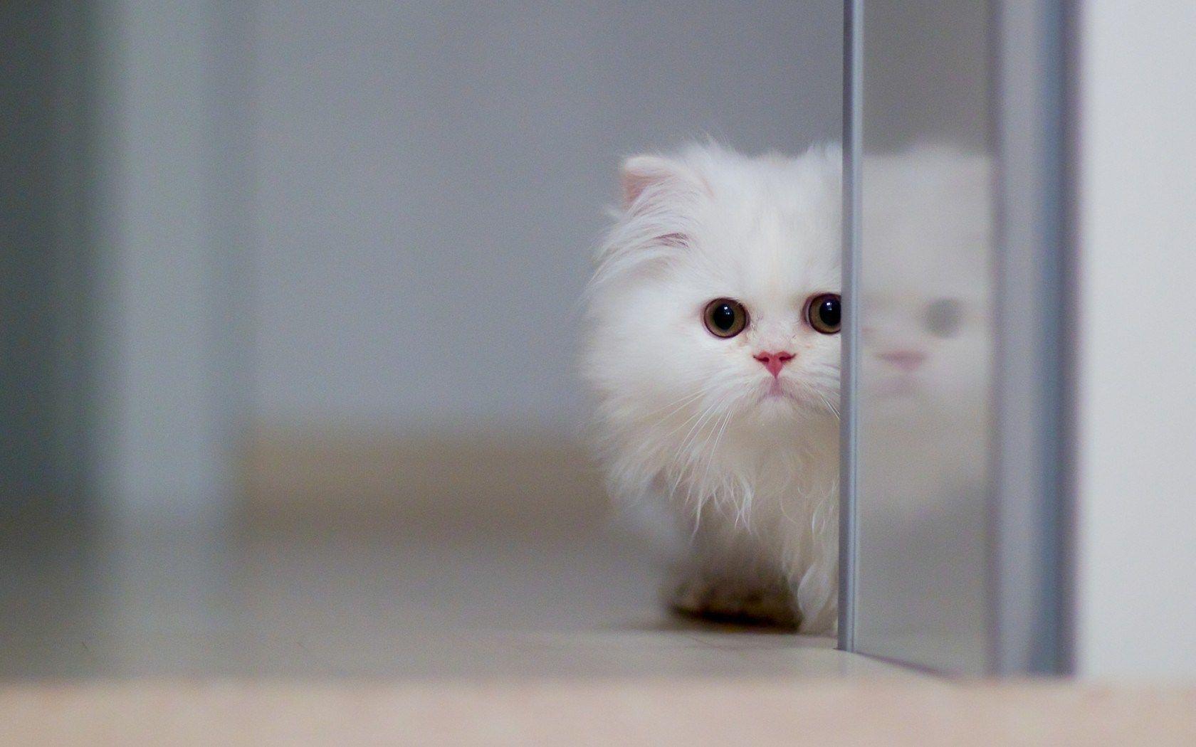Persian Cat Kitten. Angora Cat. ANIMAL ONLINE. Animales monos
