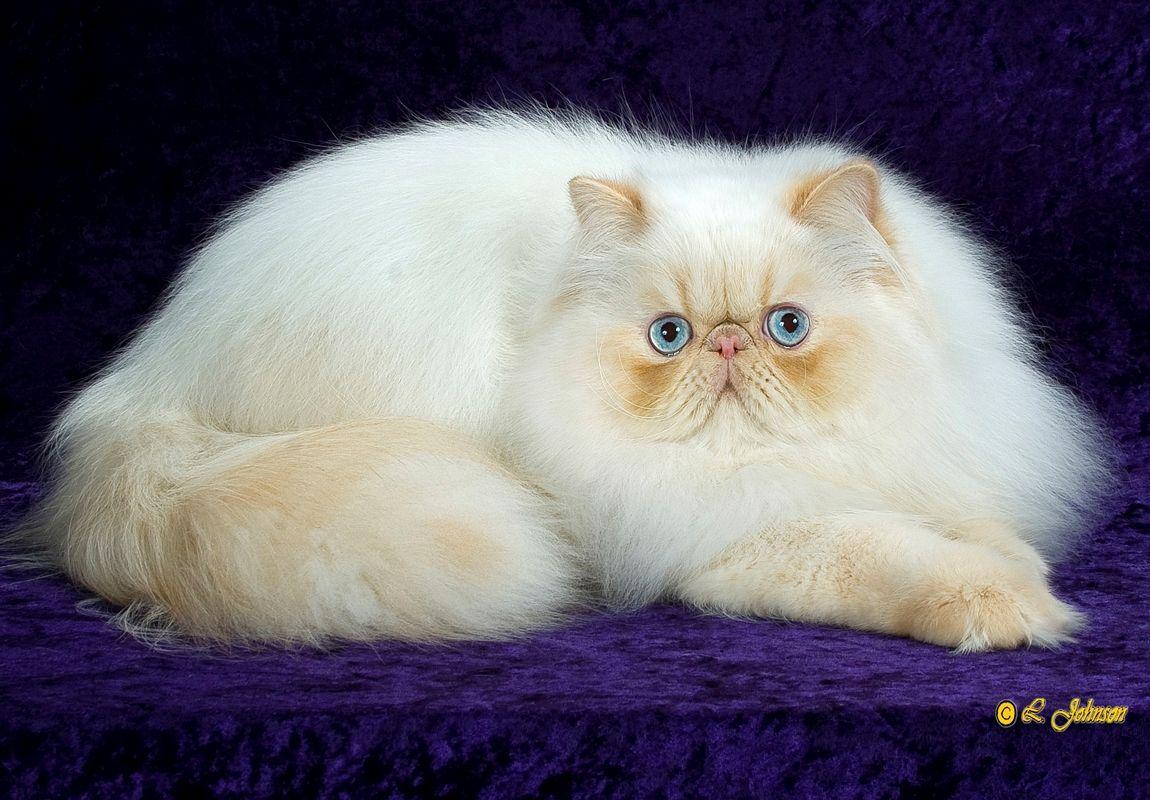 Afunnyimage provides High Definition Persian Cat Photo