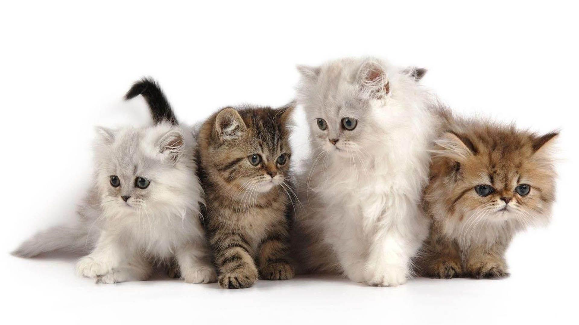 Cute Persian Kitten HD Wallpaper Wallpaper Themes