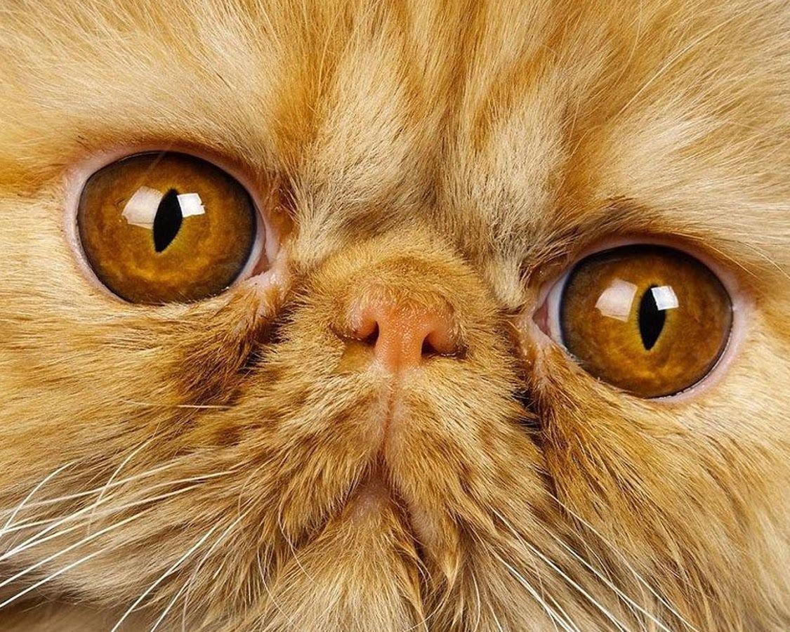 Persian Cats Wallpaper Apps on Google Play