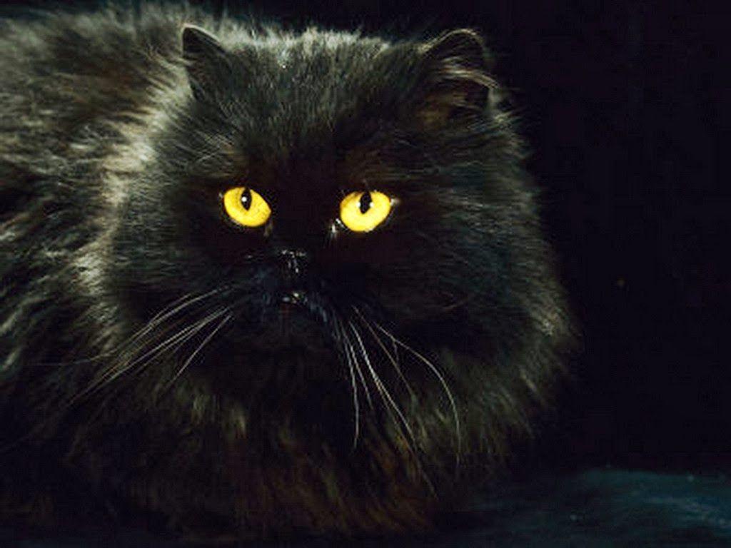 Black Persian Cat Wallpaper Free HD Desktop Wallpaper Download