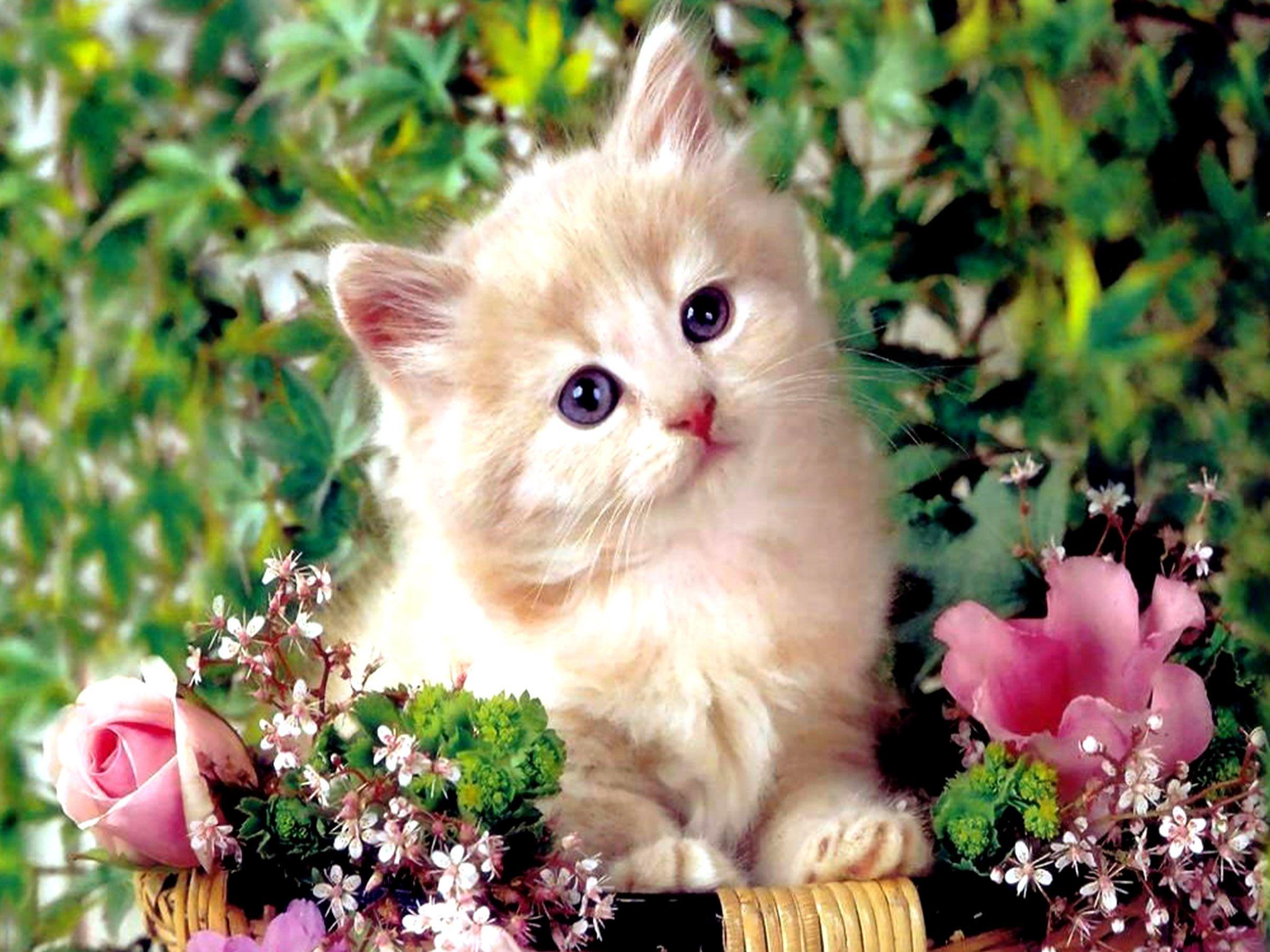 Persian cat HD Wallpaper
