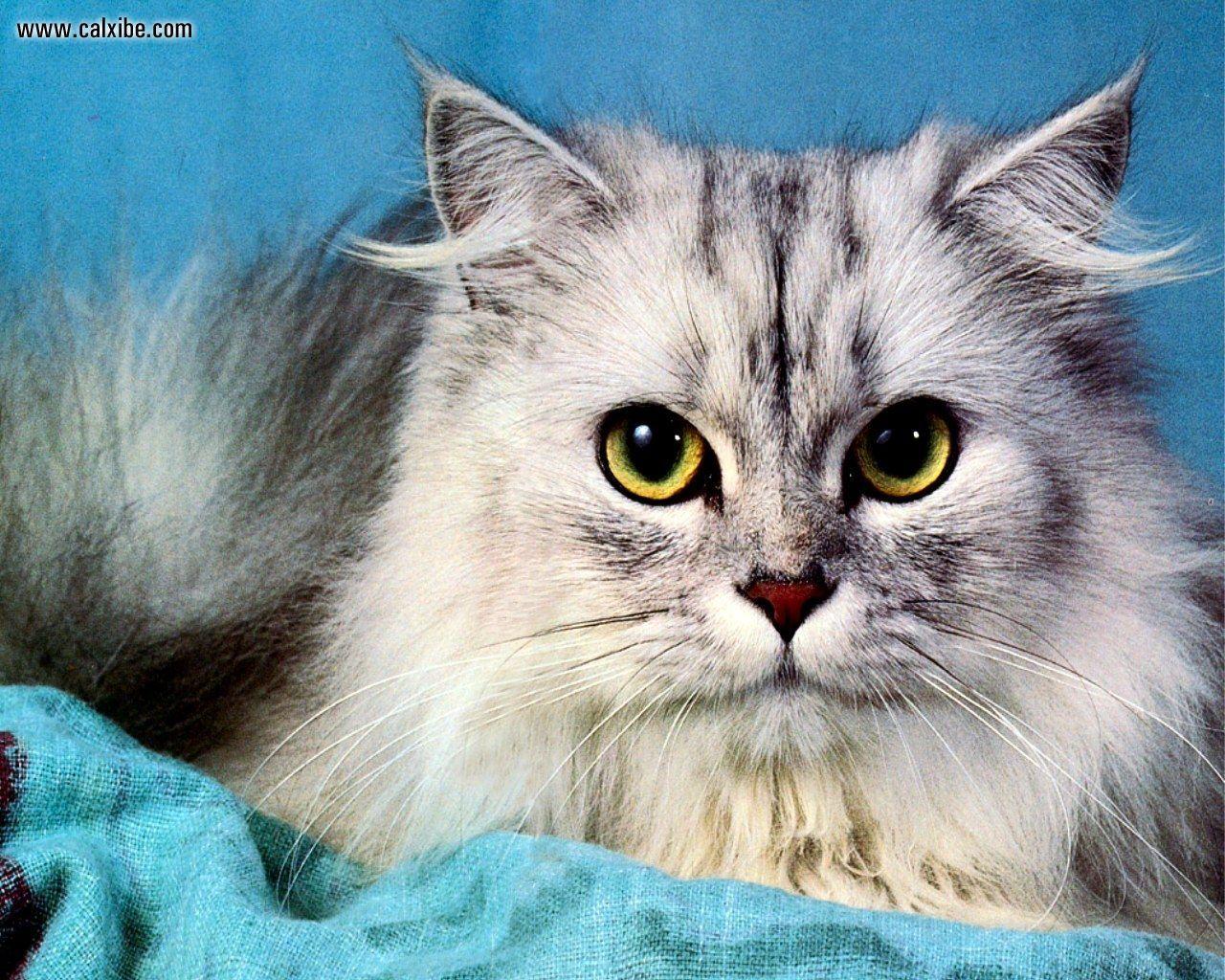 Persian Cat White And Gray Playful pets. For the Love of Animals