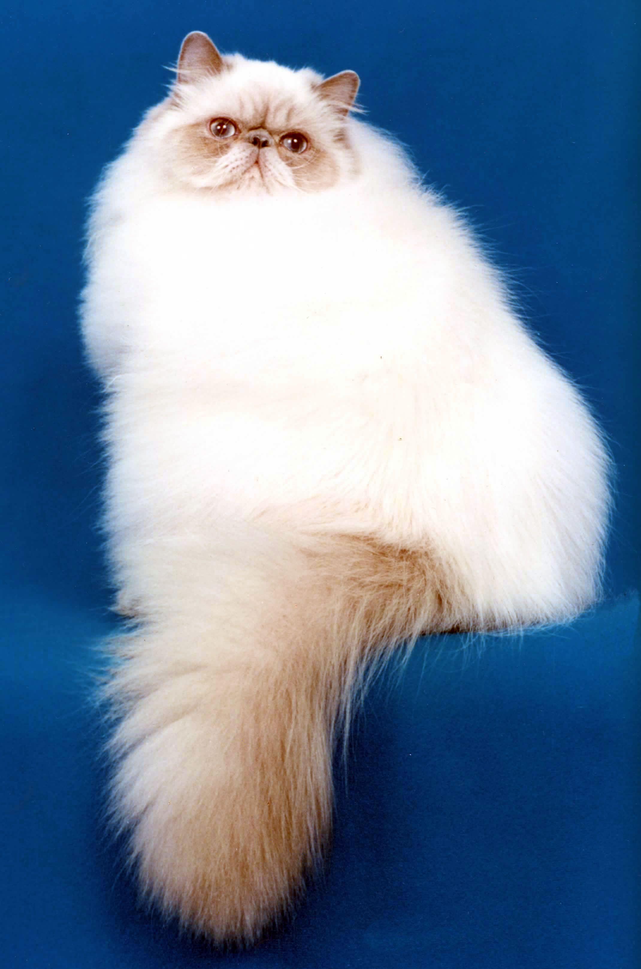 Cats Wallpaper Fluffy Persian Cat