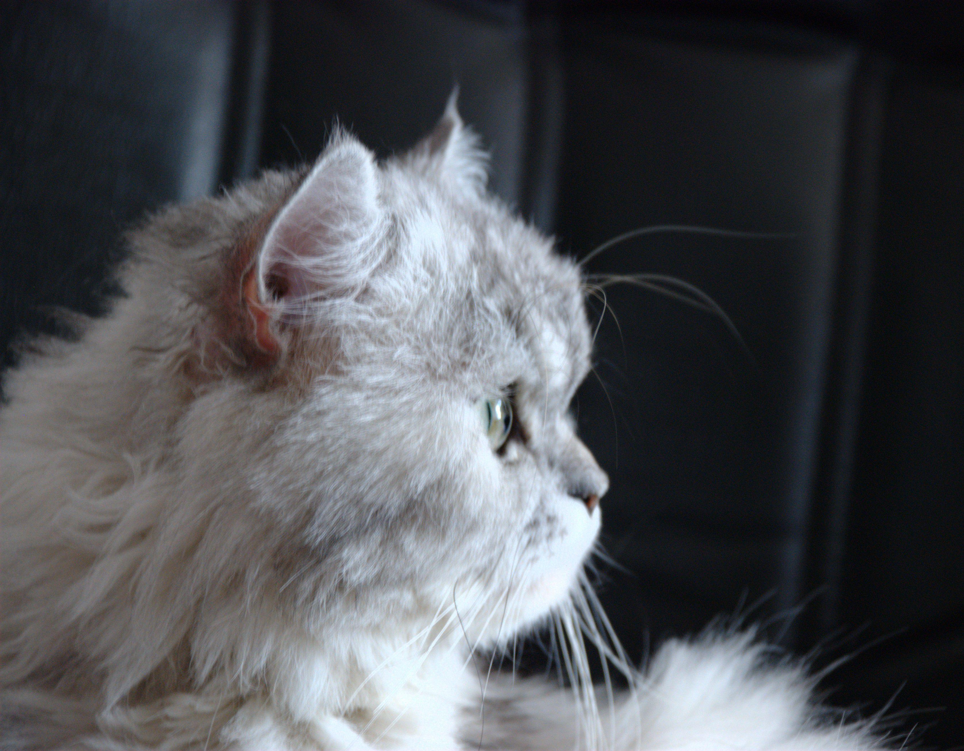 Персидская кошка сбоку