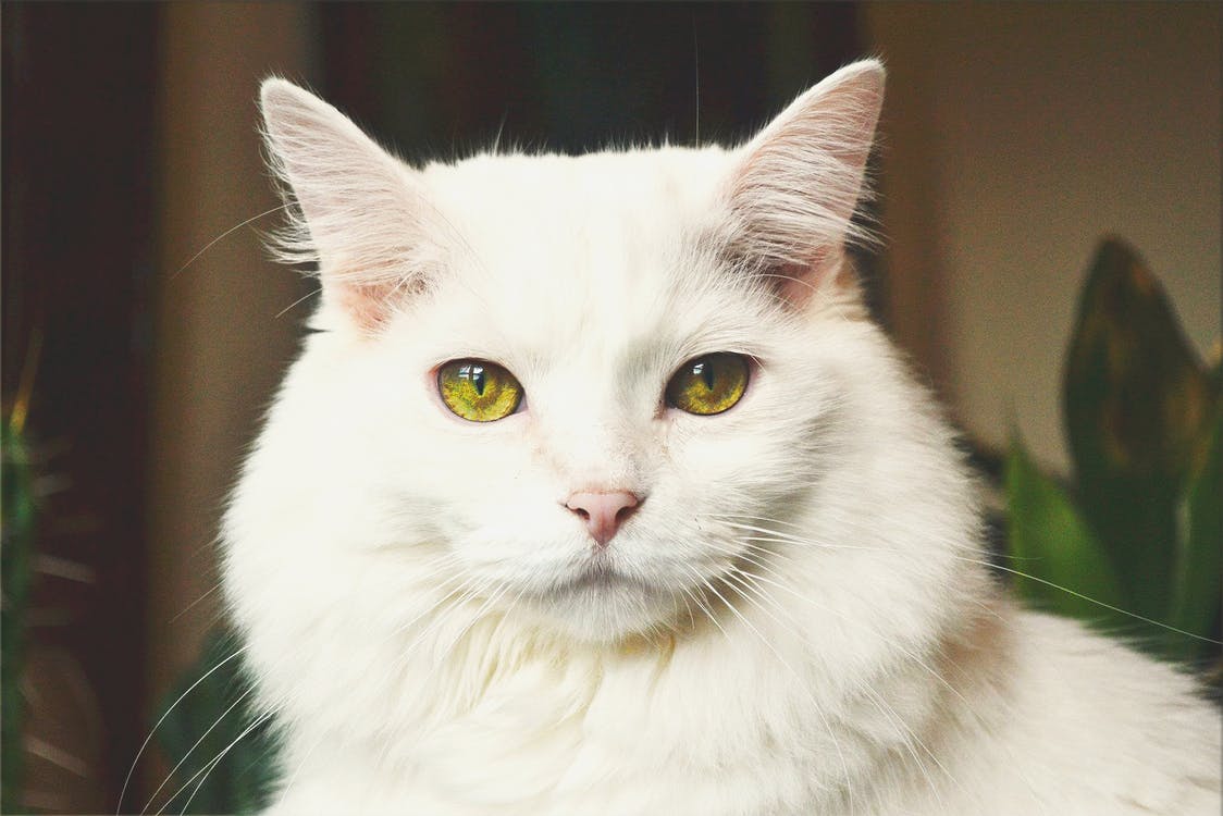 White Persian Cat Wallpaper o Wallpaper Picture Photo. HD