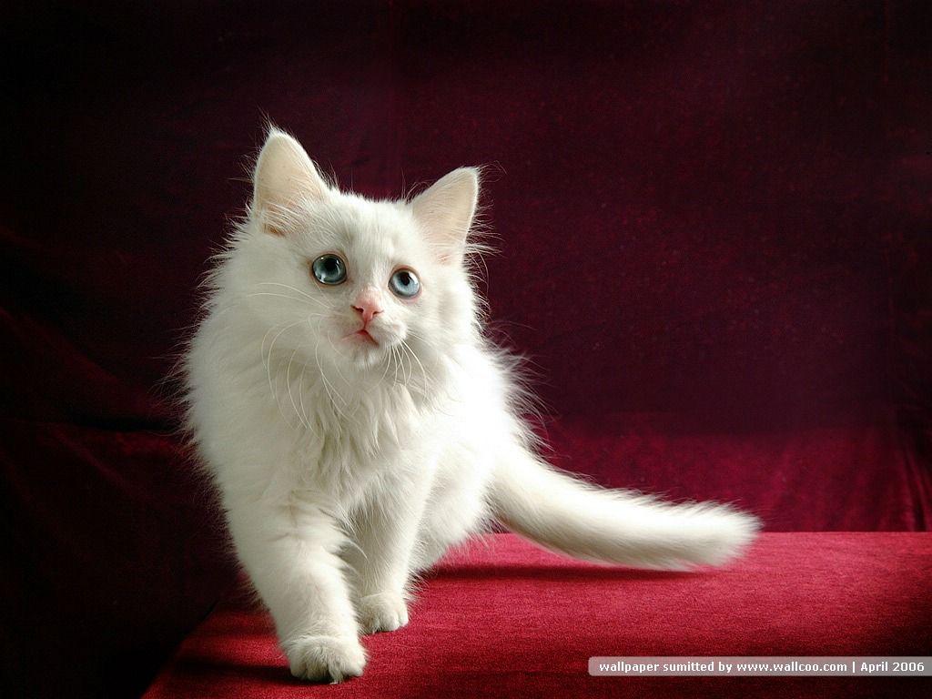 Persian Cat Wallpaper Animals Library. HD Wallpaper