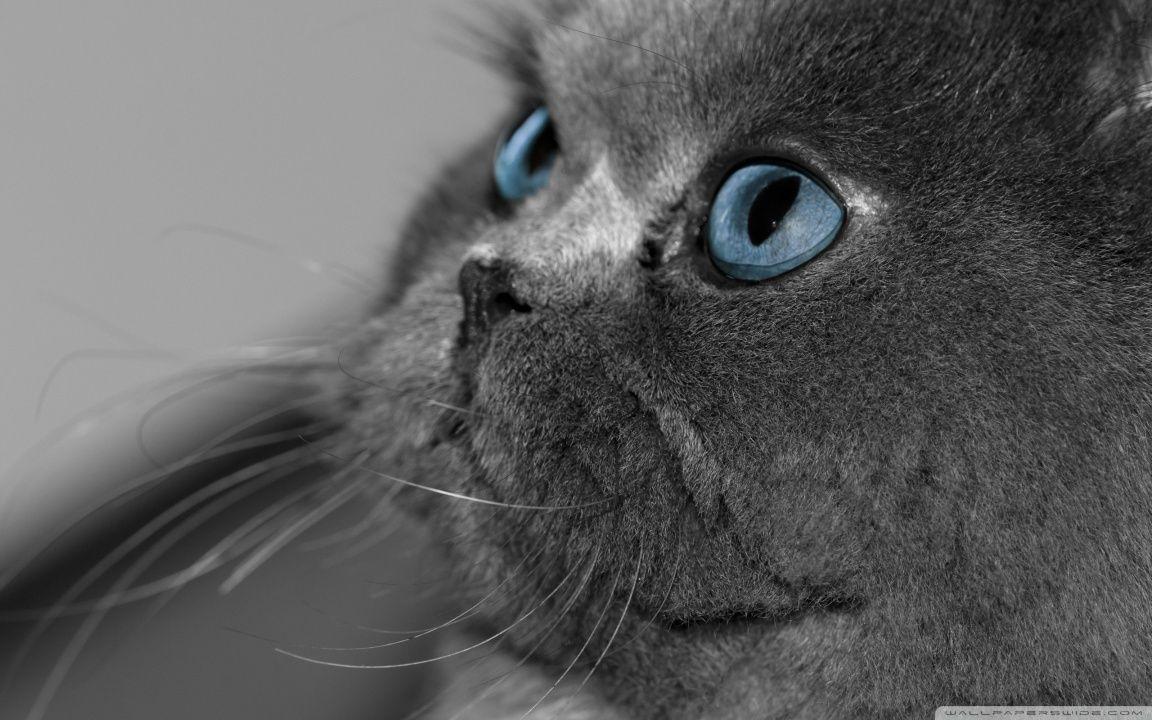 Grey Persian Cat HD desktop wallpaper, High Definition