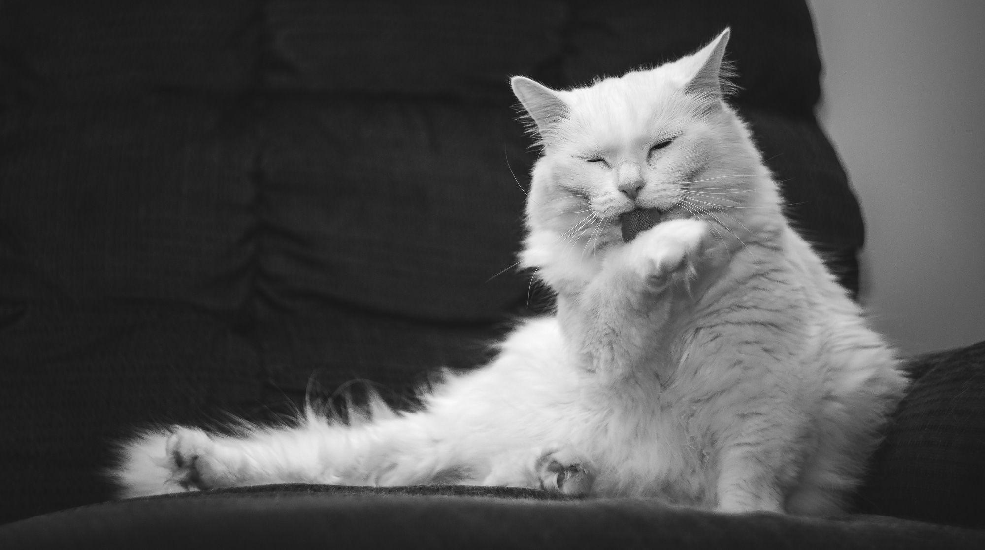 Cats Wallpaper White Persian Cleans Himself FREE Wallpaper