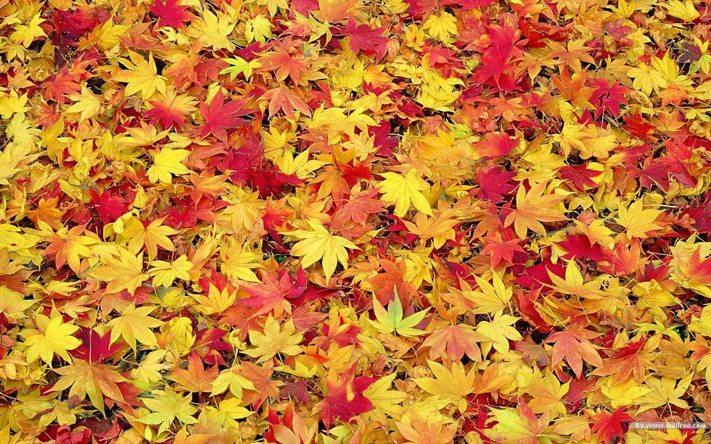 Fall Leaves Background Background for Free