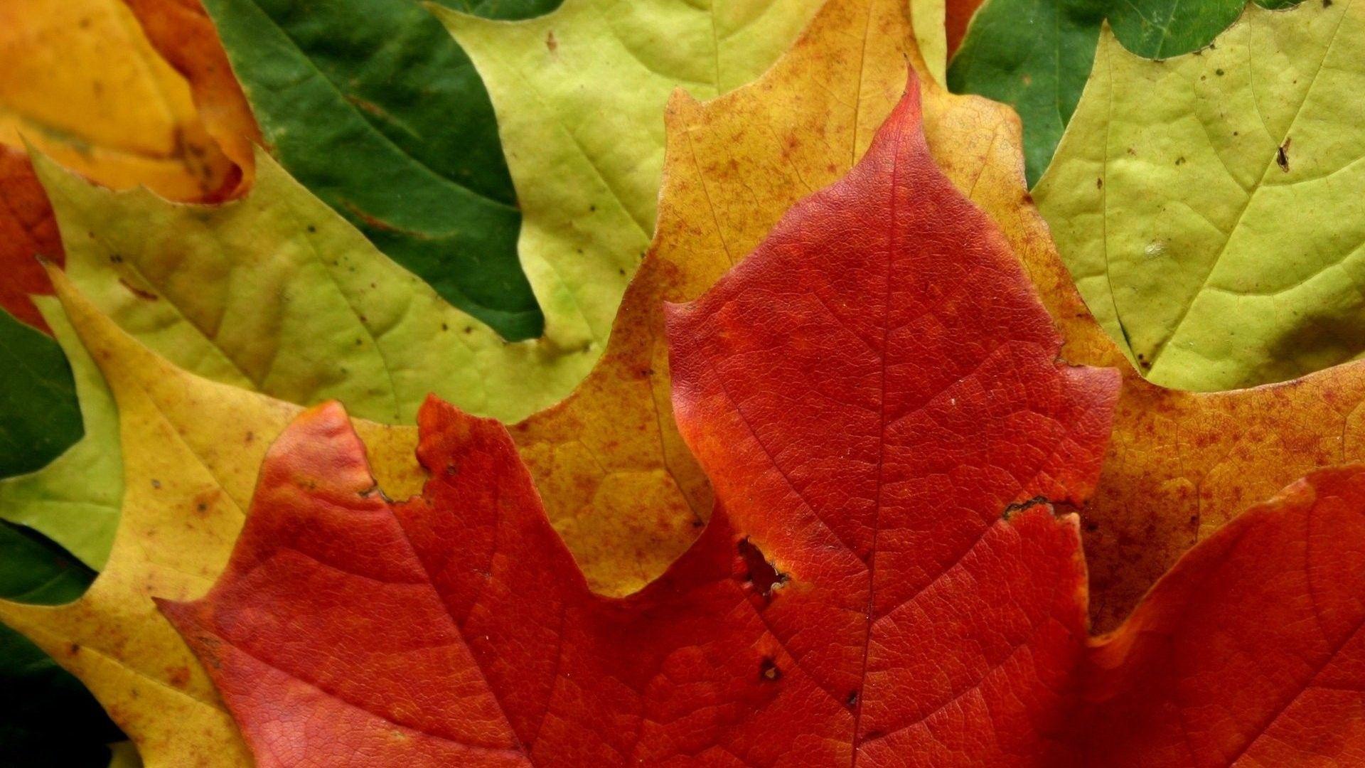 Foliage Tag wallpaper: Autumn Alley Trees Golden Park Leaves