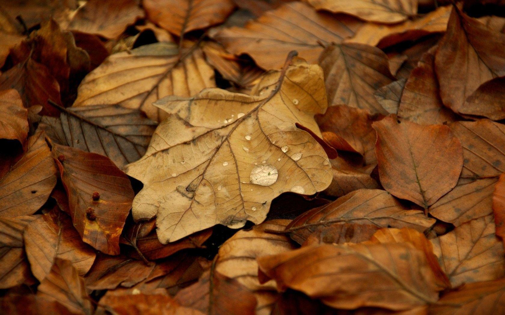 Leaves: Fallen Leaves Autumn Nature Image Pc for HD 16:9 High