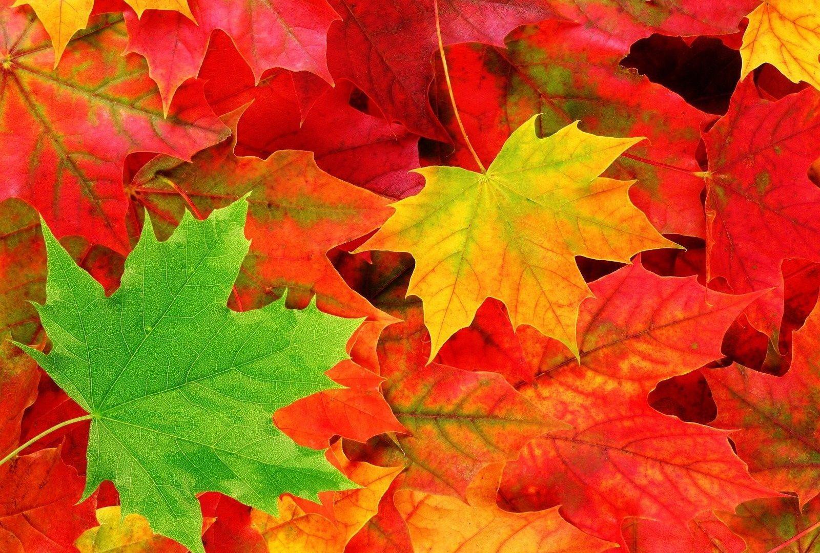 Leaves: Leaves Fall Tree Landscape Forest Nature Leaf Autumn