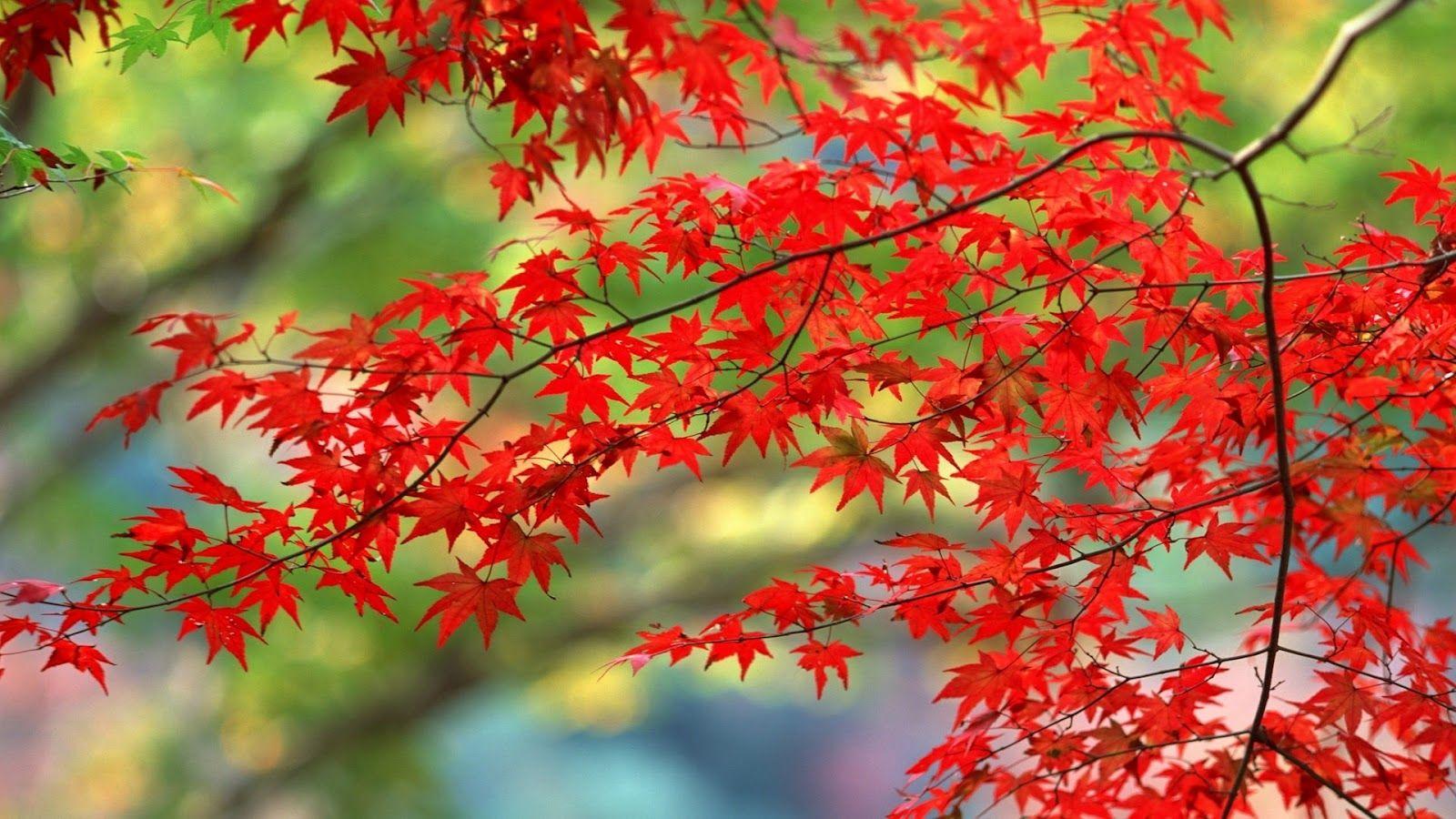 Red Autumn Leaves Wallpaper 16388