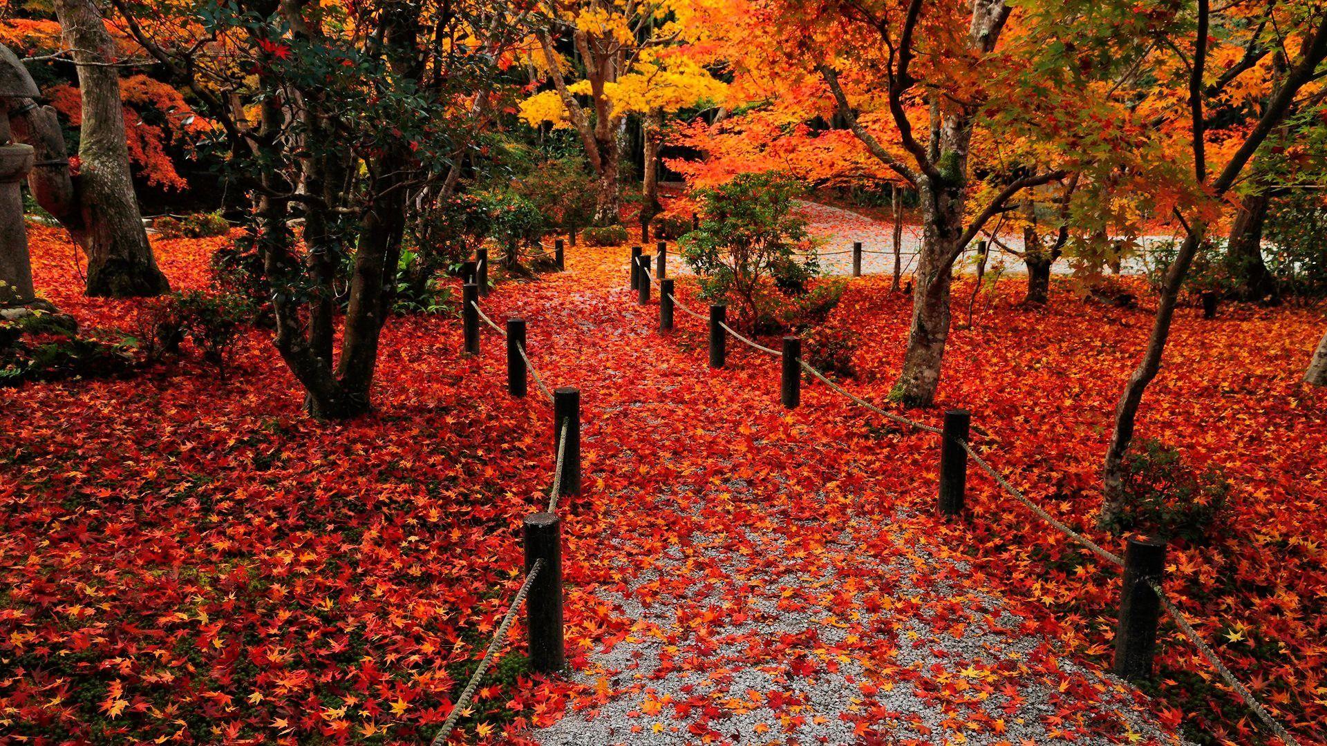 Autumn Leaves Wallpaper 13383