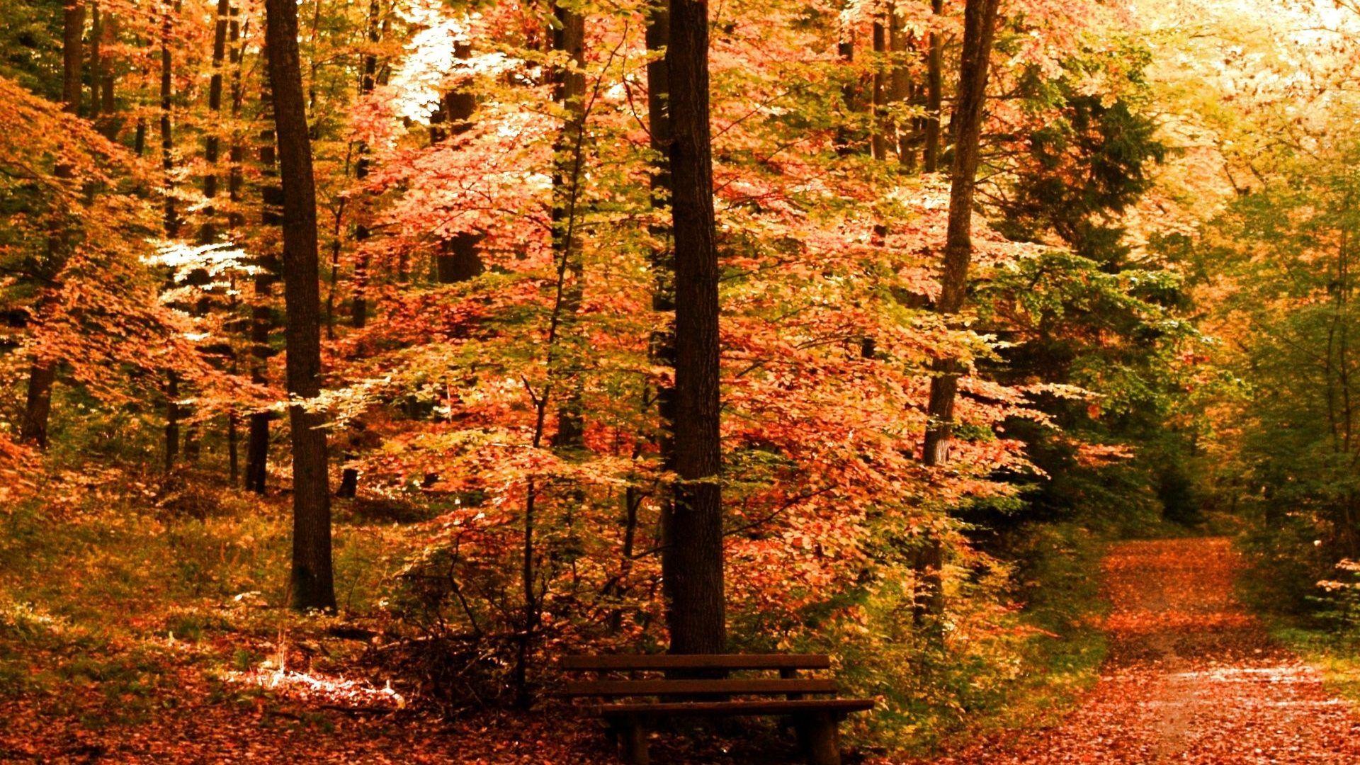 Leaves: Nature Season Landscape Leaf Autumn Seasons Leaves Forest