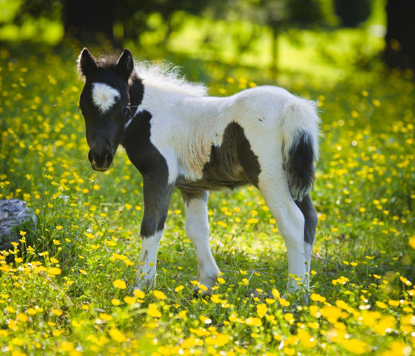 Collection 98+ Images cute pictures of baby horses Excellent