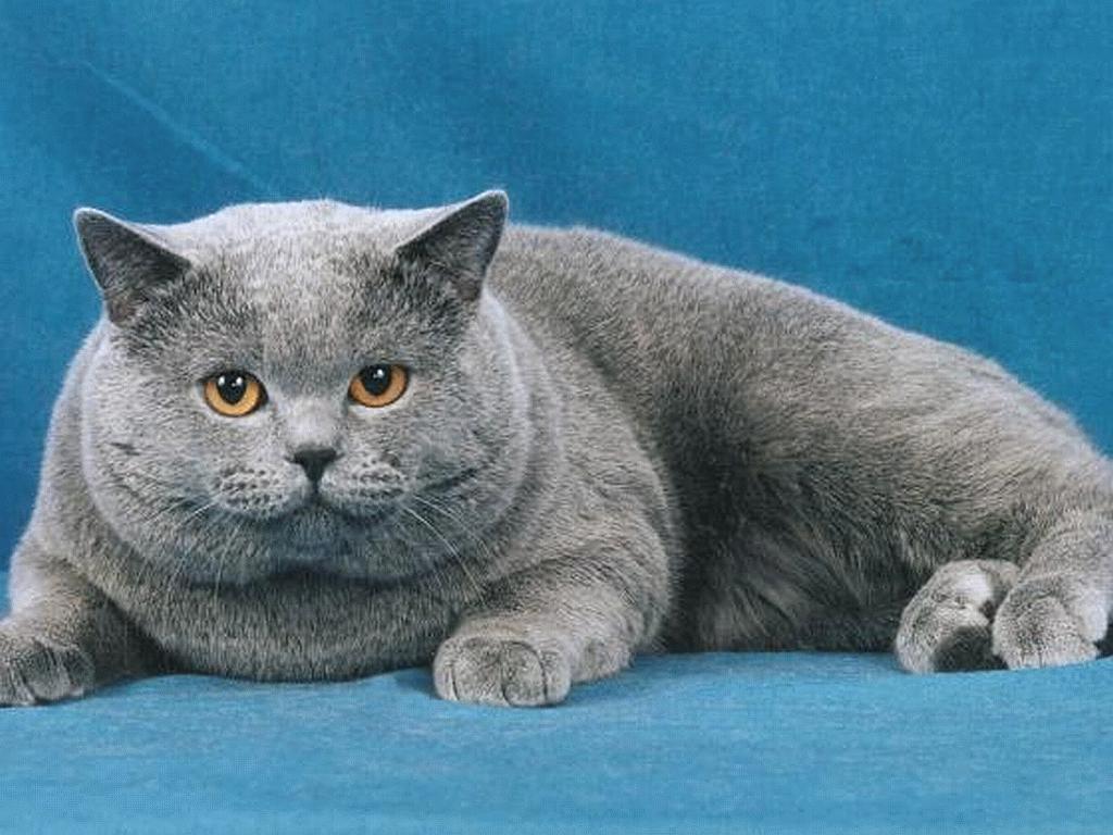 Pretty fat cat