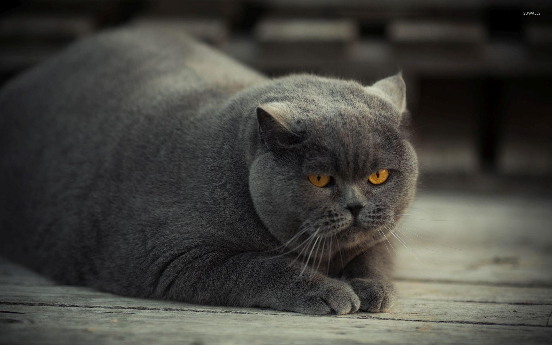 Gray fat cat with yellow eyes wallpaper wallpaper