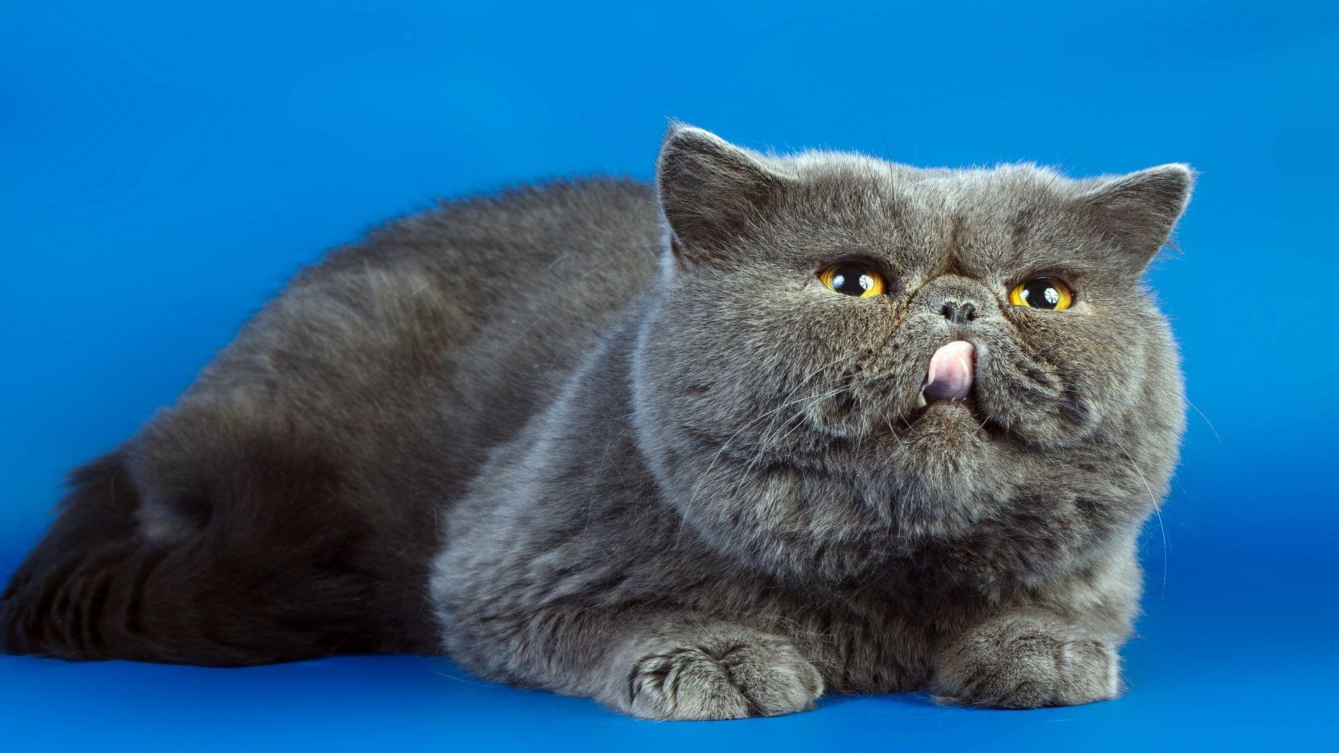 Fat Cat. Download HD Wallpaper