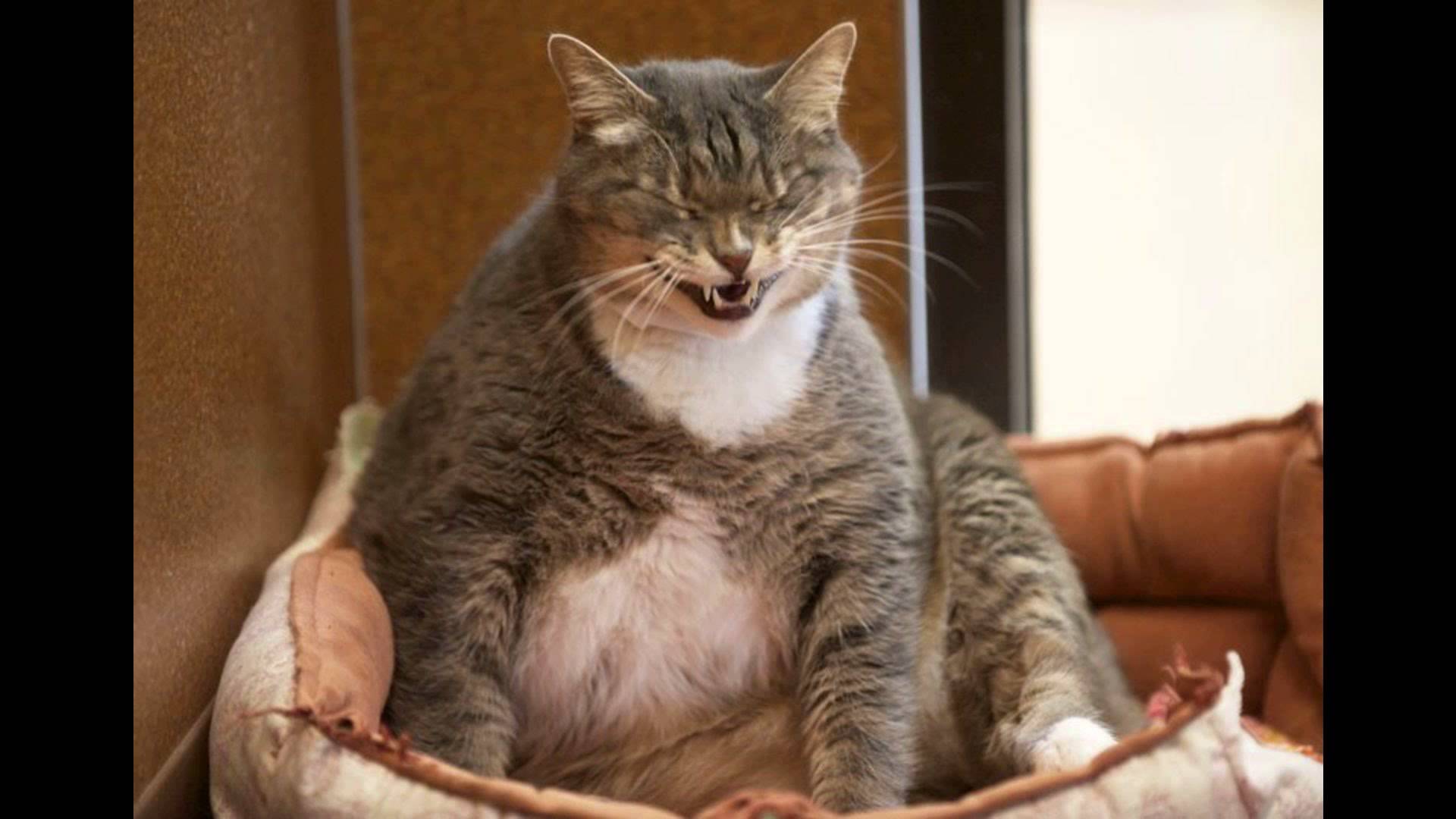 Fat cat image