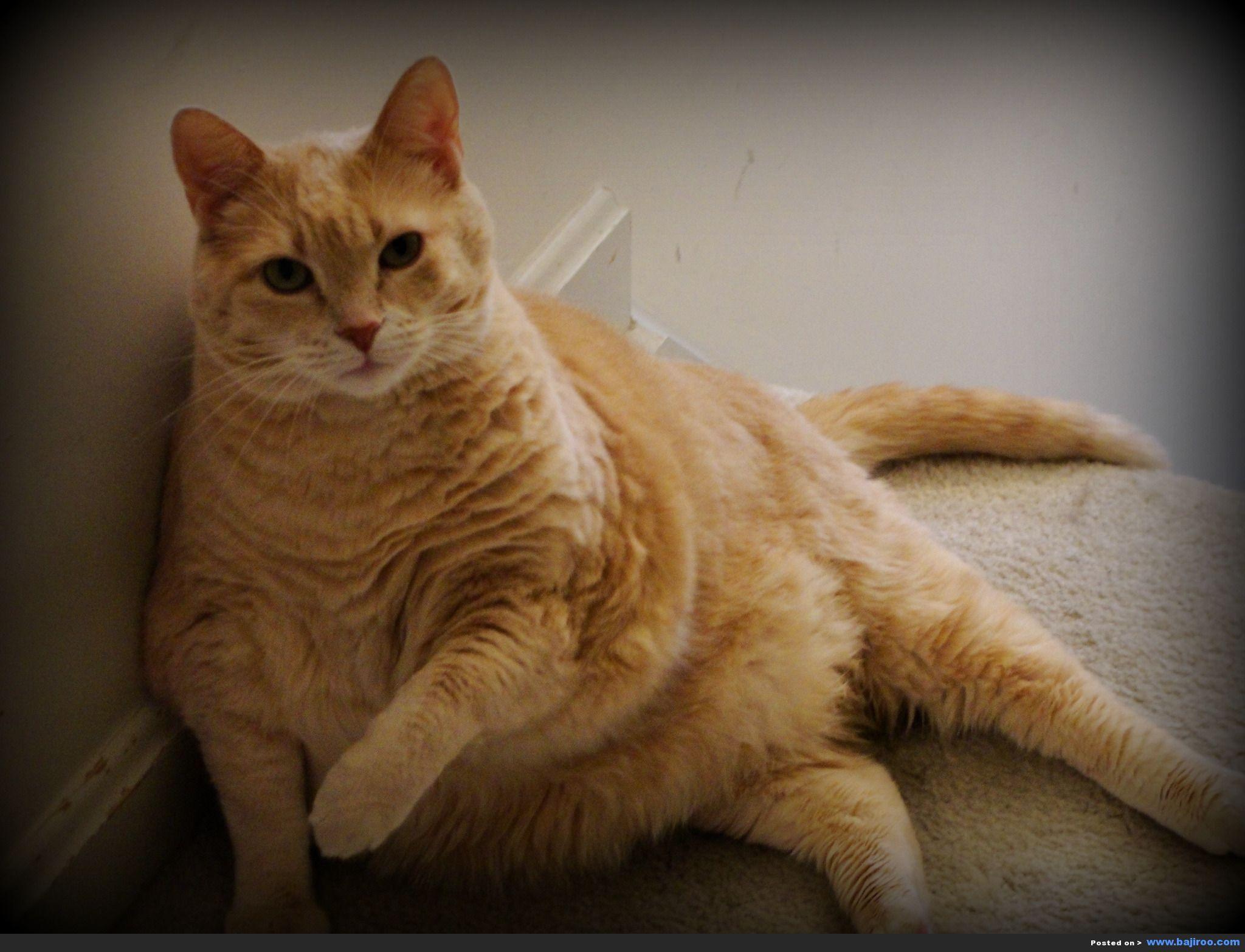 Amazing collection of funny fat cats you never seen before Photo