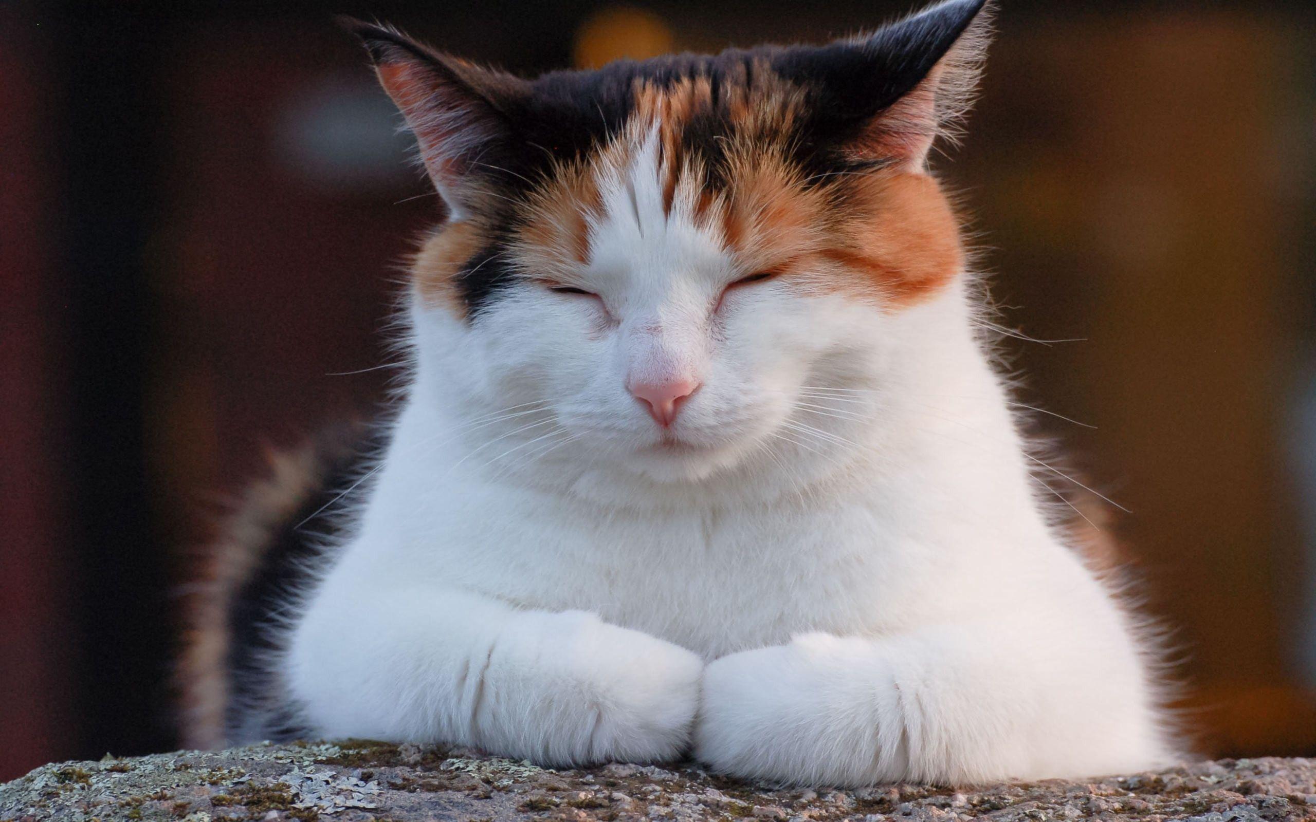 Wallpaper Cat, Fat, Rest, Sleep, Nap, Spotted HD, Picture, Image