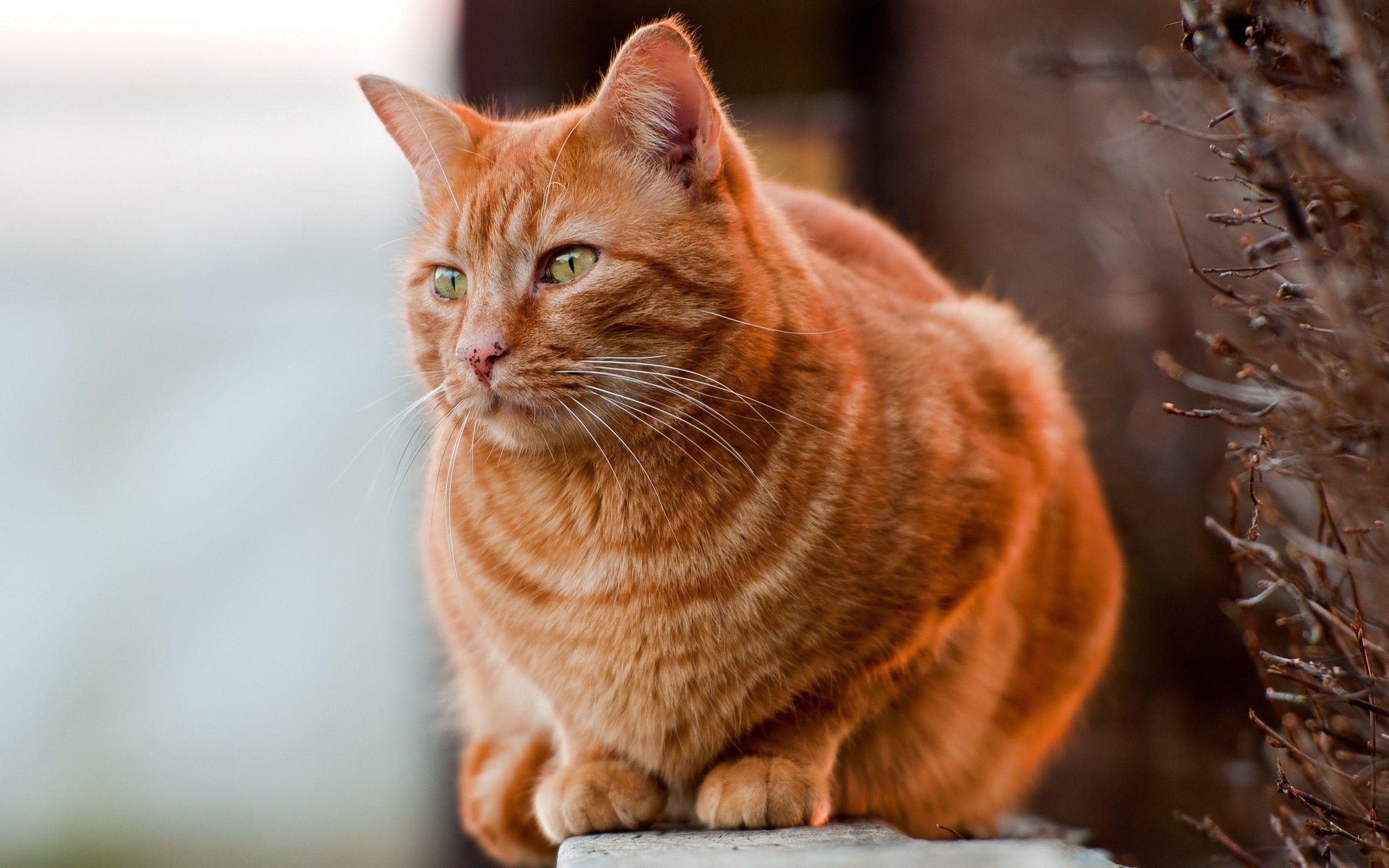 Redhead fat cat wallpaper and image, picture, photo