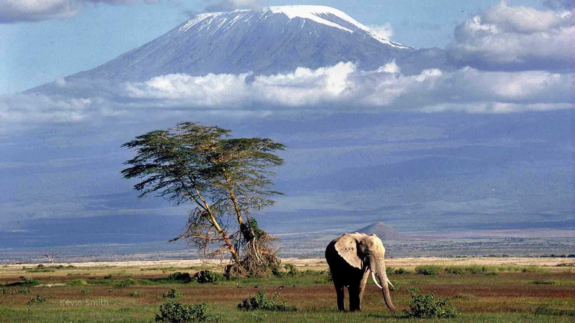 Mount Kilimanjaro and Elephants Wallpaper HD Wallpaper