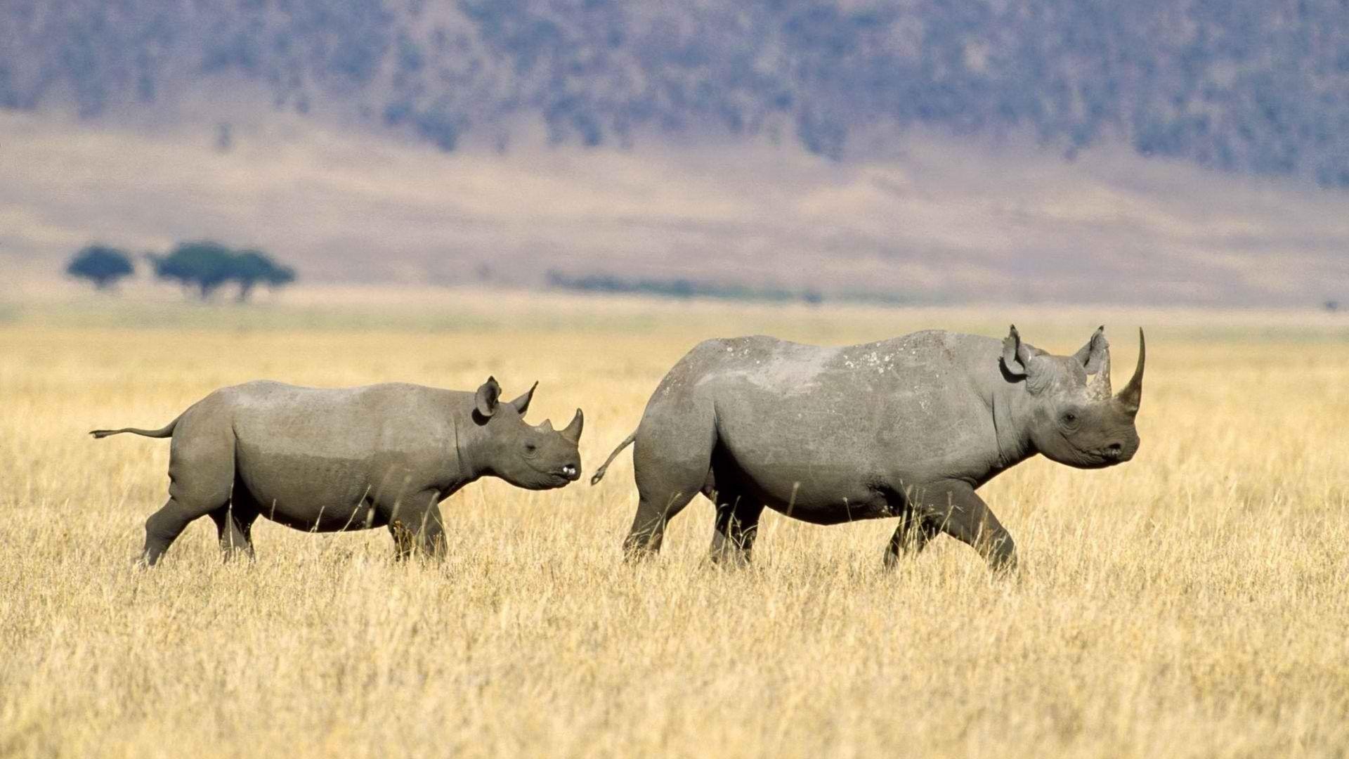 Rhinoceros Tag wallpaper: Rhino Baby Calf Rhinoceros Funny Photo