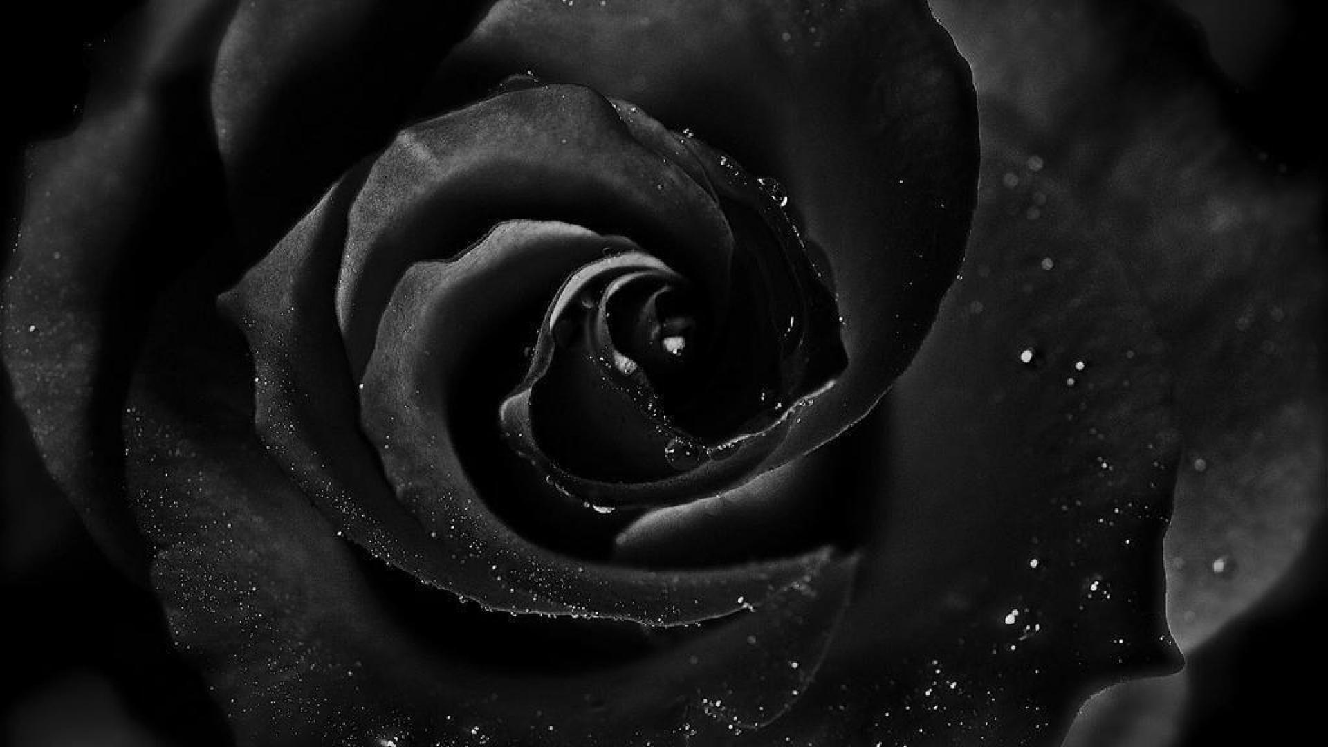 Deep Dark Rose Wallpaper HD