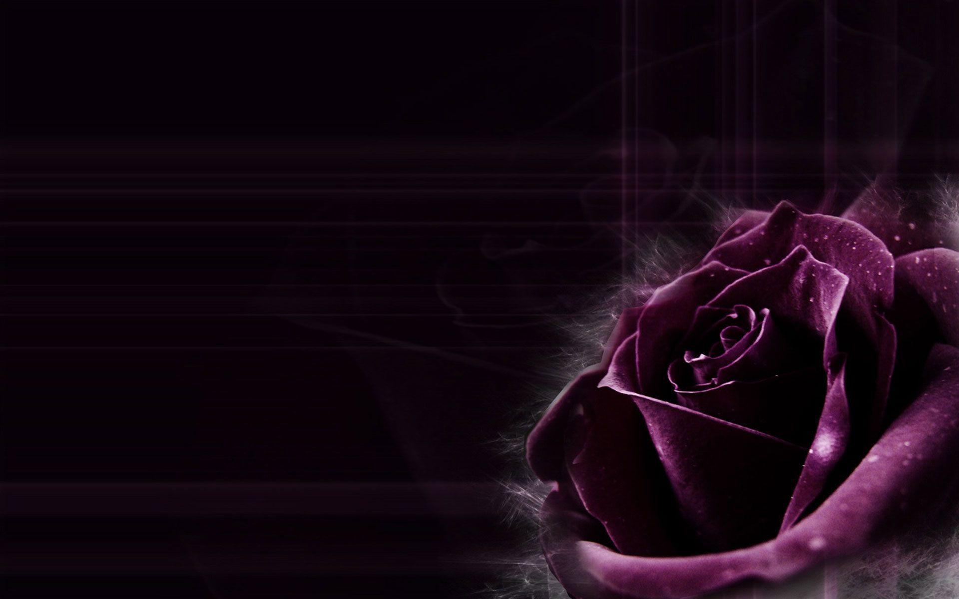 Purple Roses Wallpaper 15 HD Wallpaper