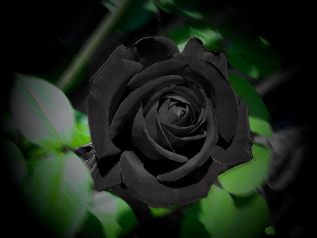 Black Rose Photo 2530 HD Desktop Wallpaper